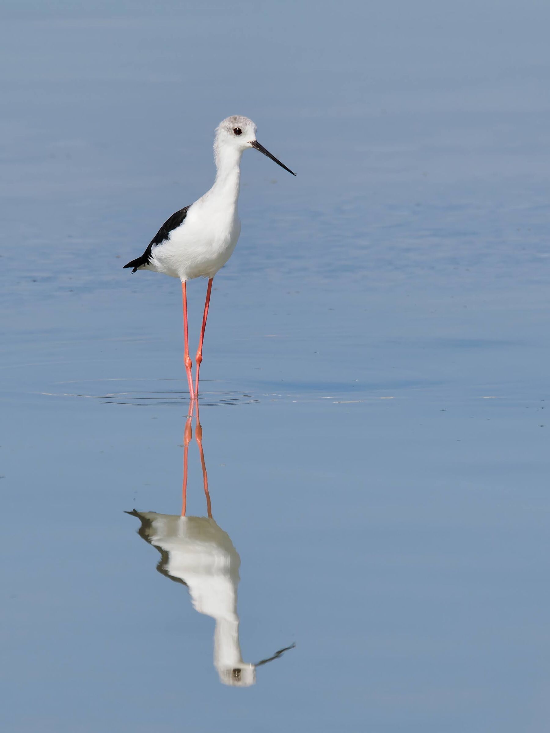 Black-winged Stilt (elegance)