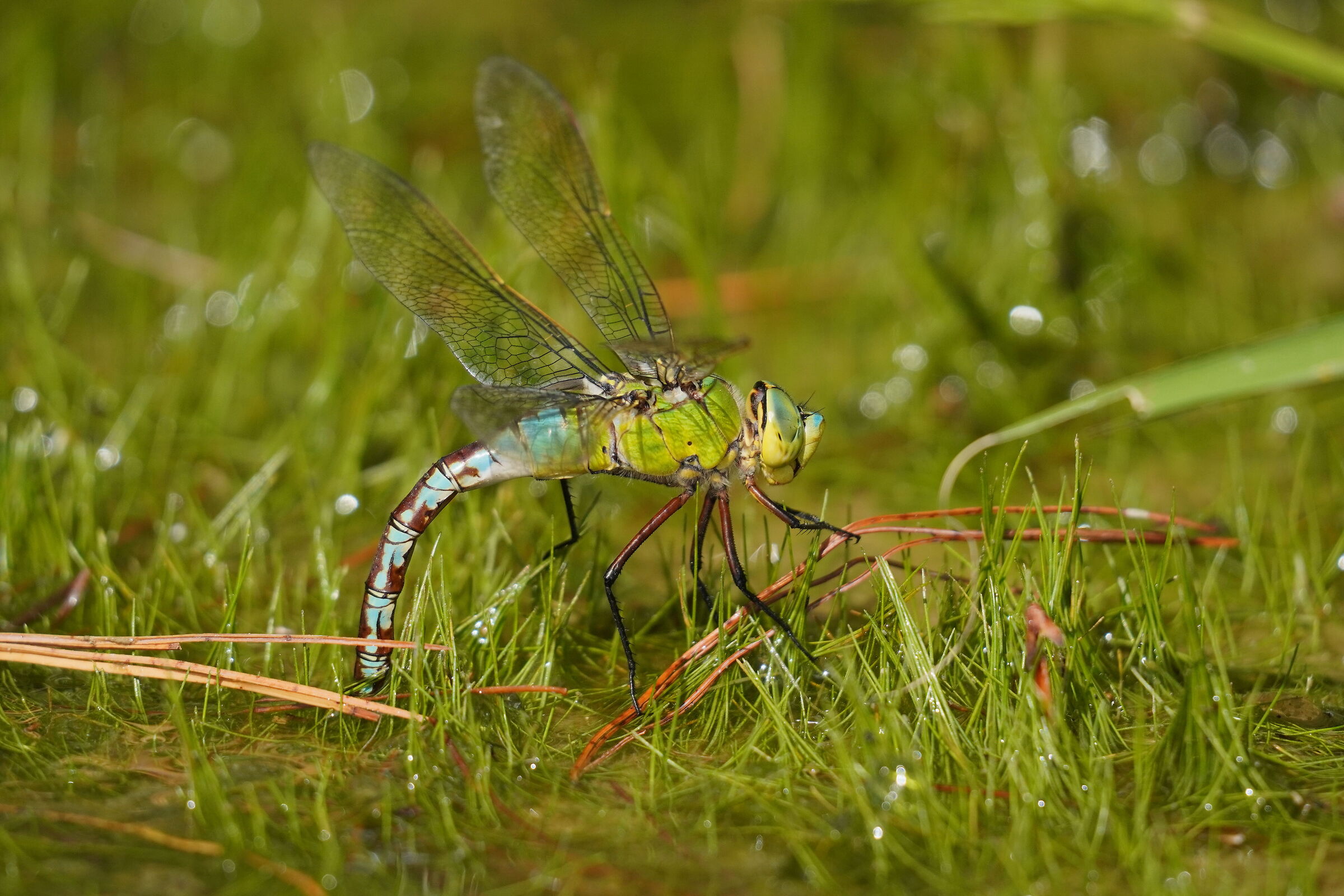Imperatrice depone le uova