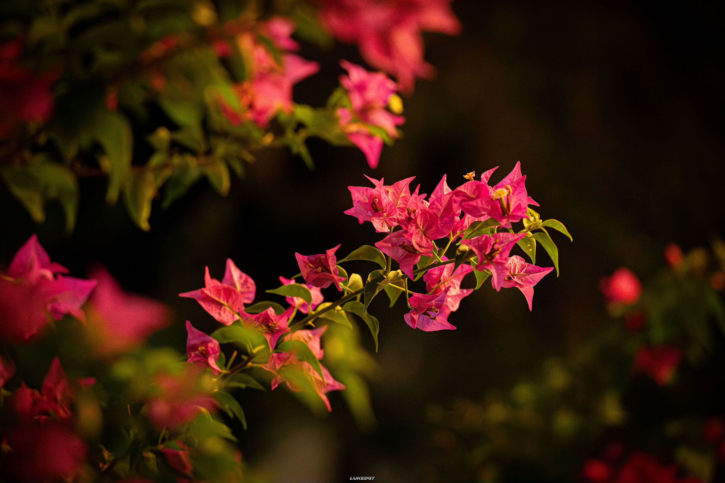 Untitled Photo