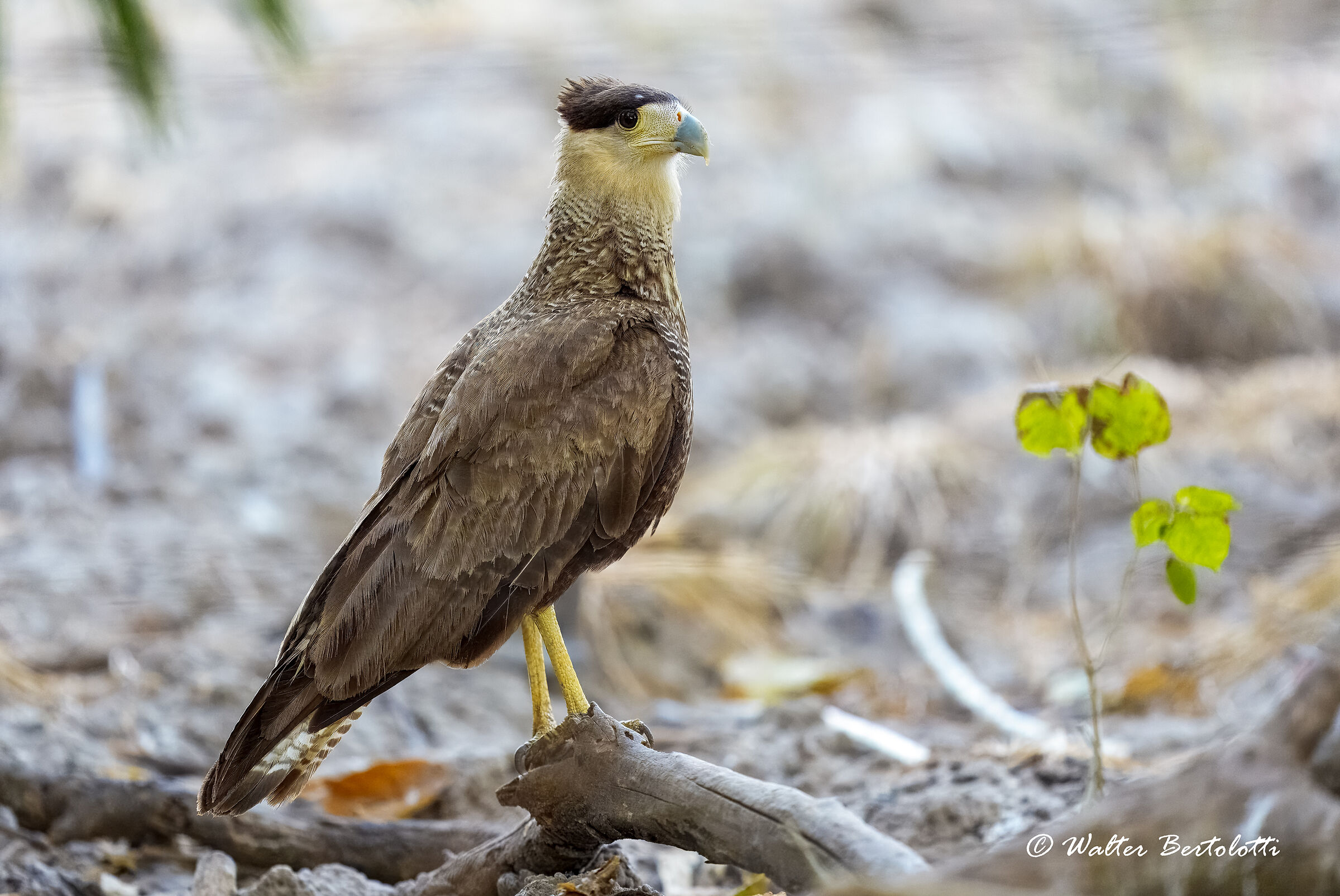 caracara crestato