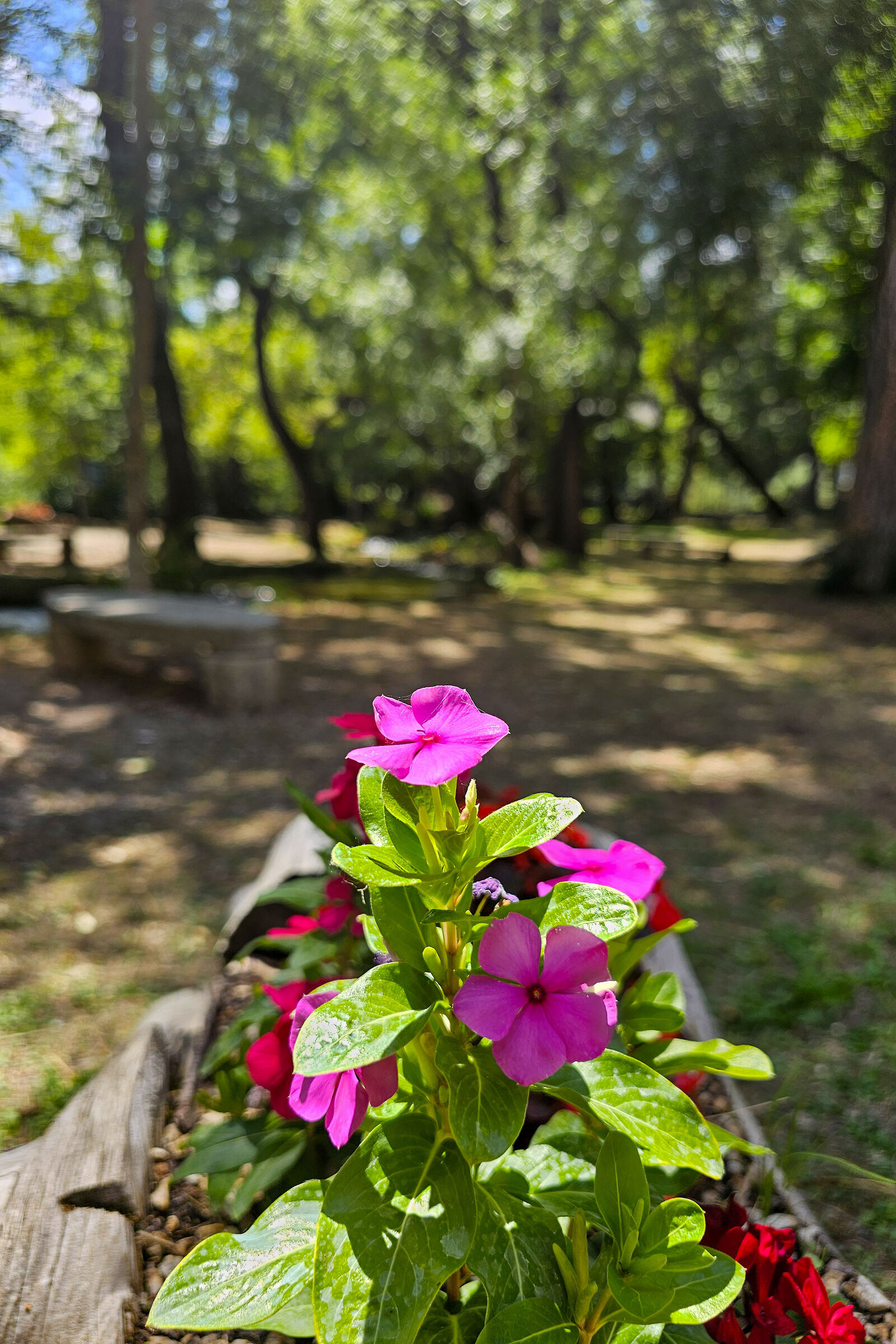 non mi piacciono i fiori ma, farei il fioraio