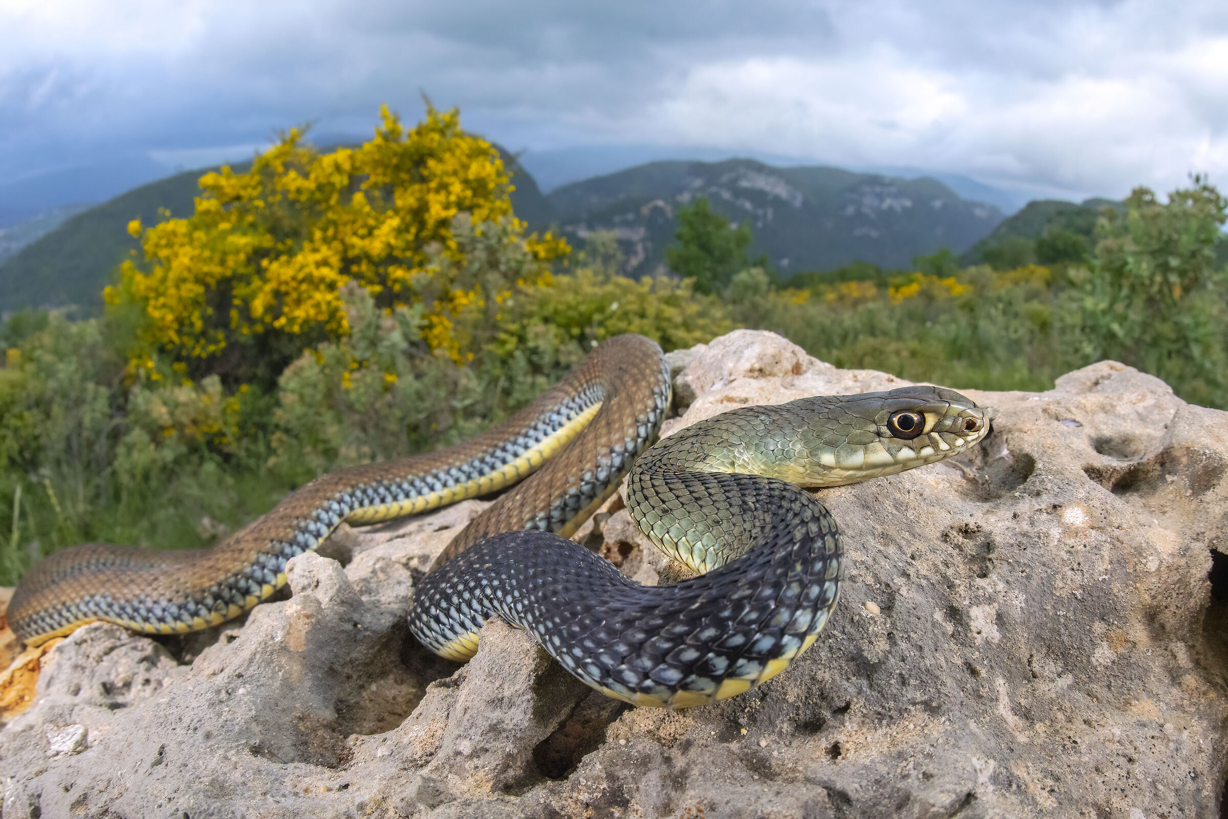 Colubro lacertino (Malpolon monspessulanus)