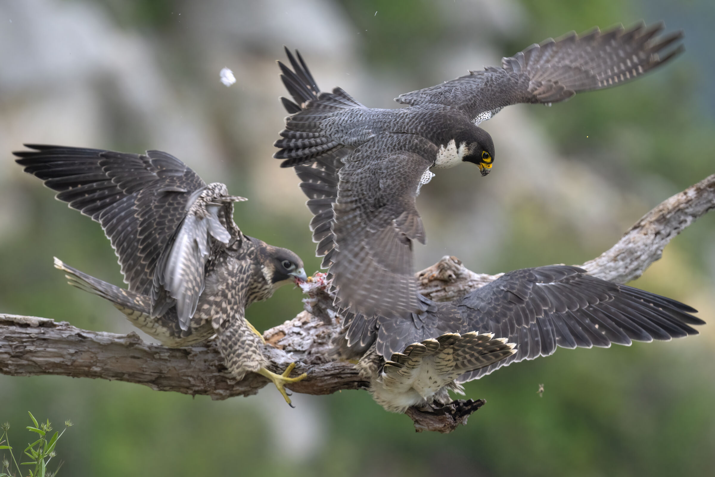 Falco pellegrino adulto dopo aver portato la preda