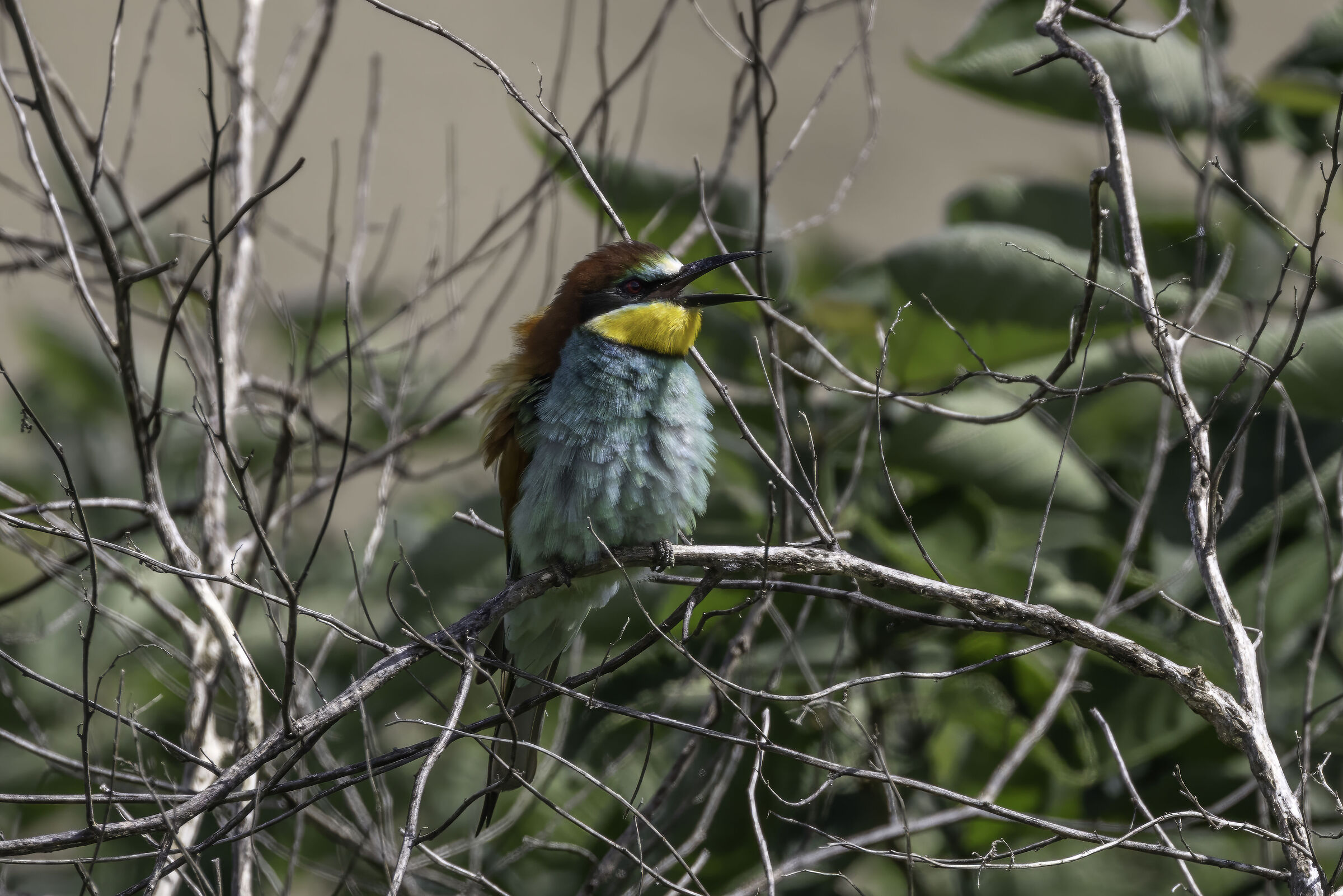 Bee-eater