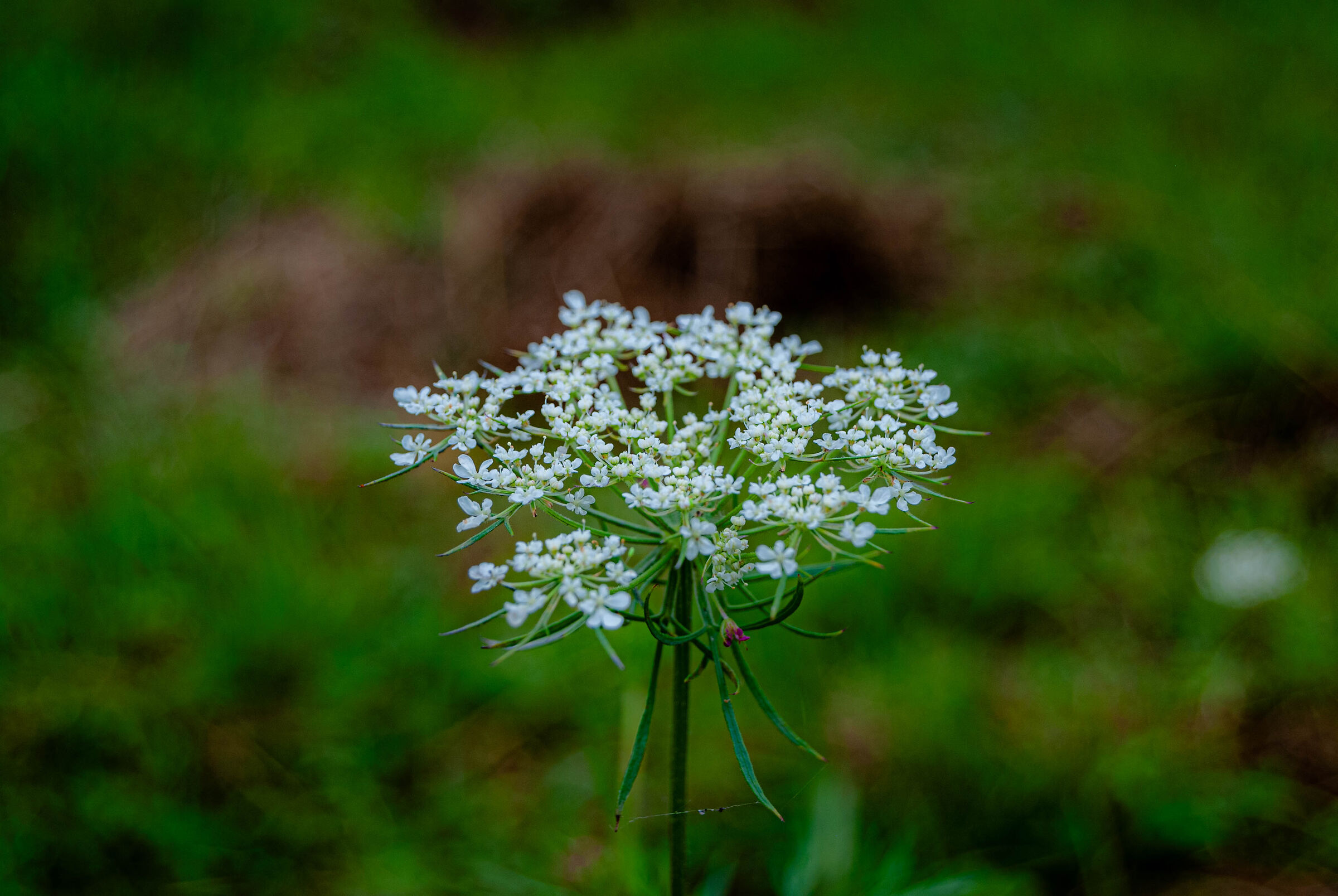 Macro 1