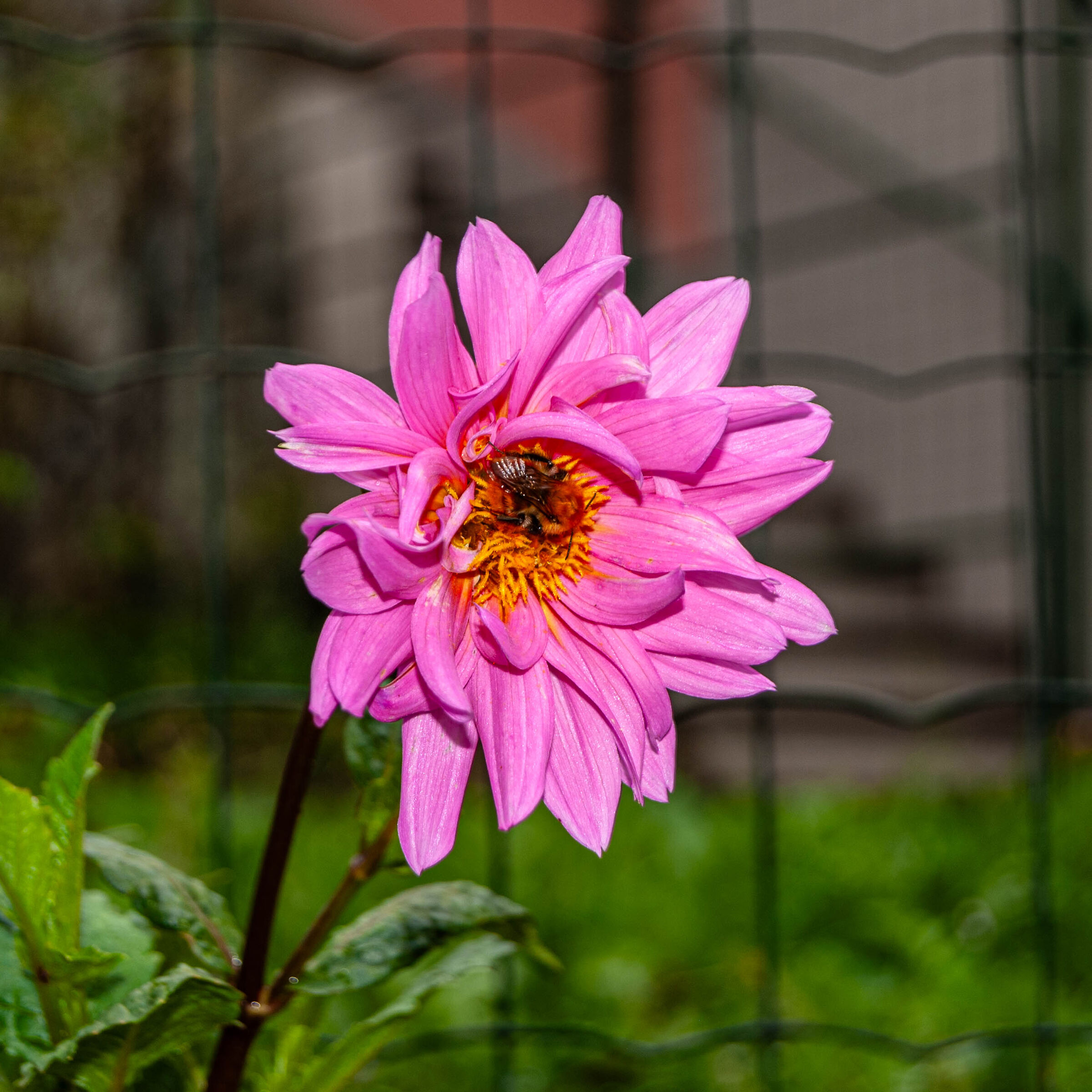 Macro 2