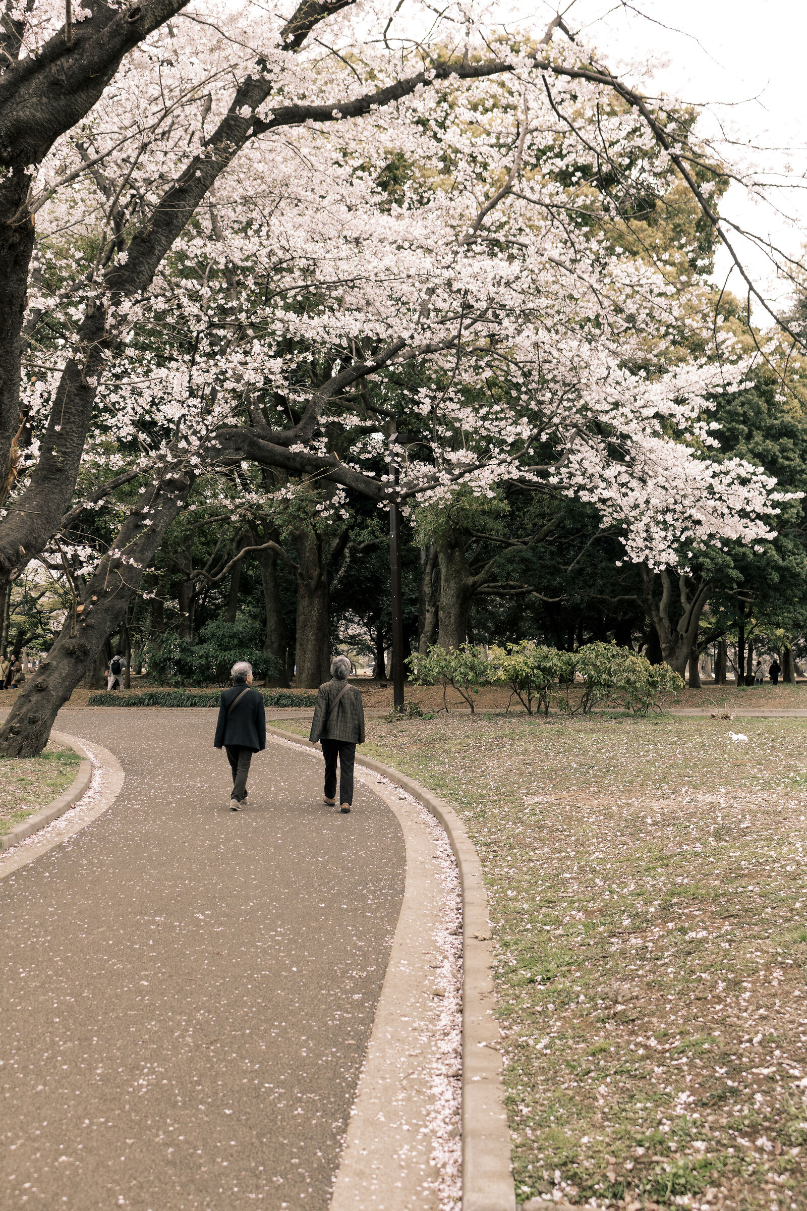 Under the cherry trees