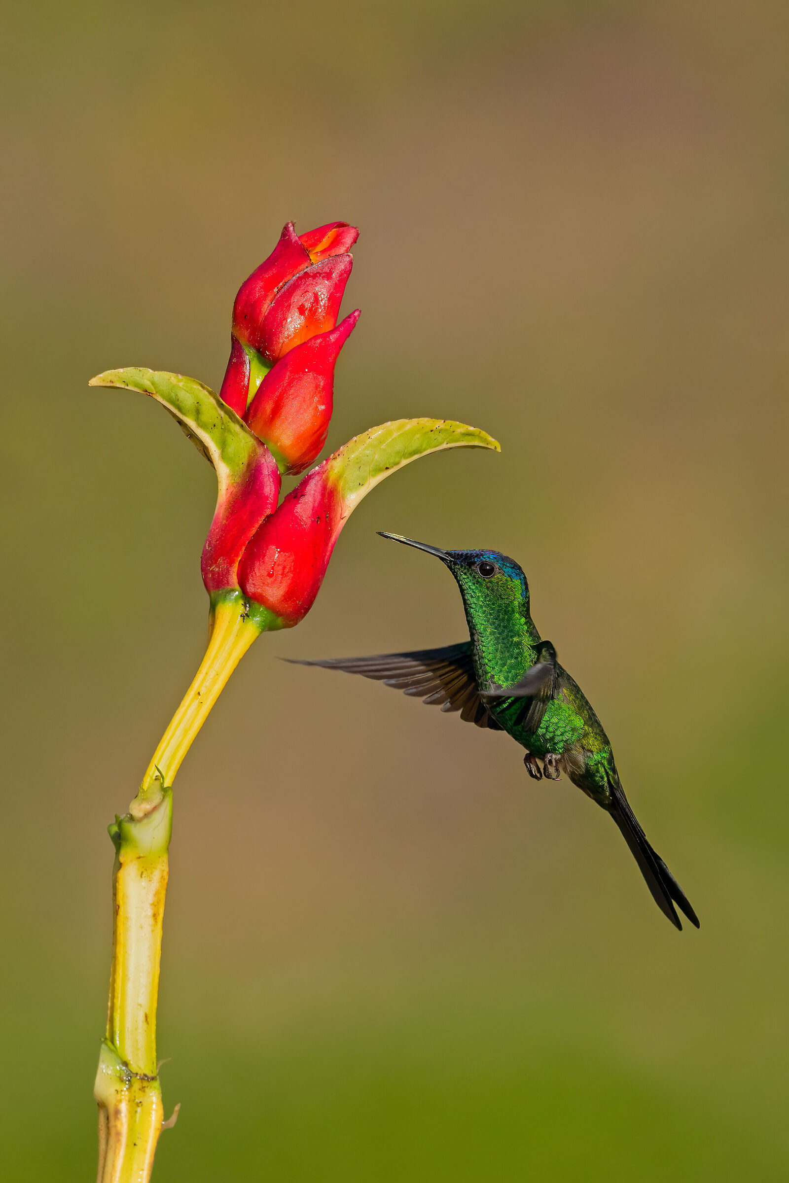 Hummingbird Capoindaco
