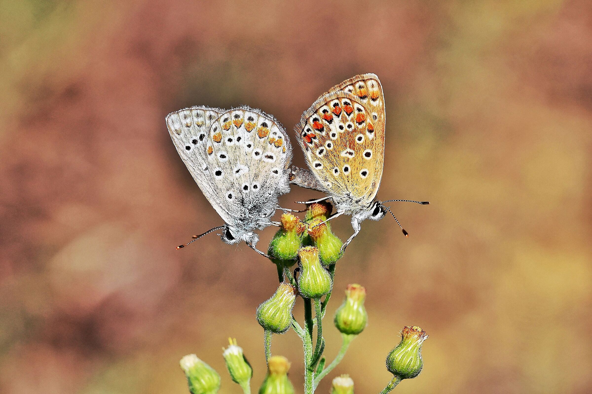 Polyommatus icarus