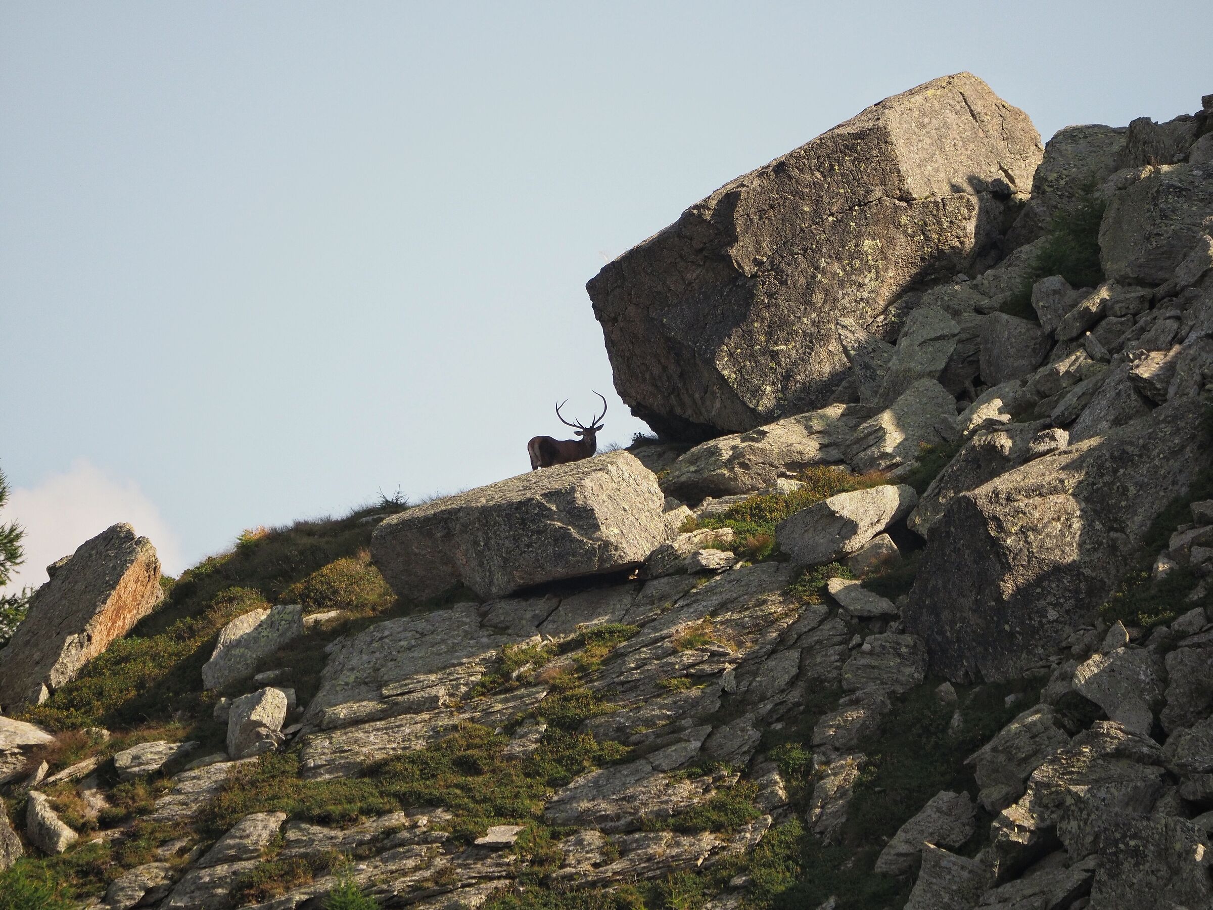 Deer