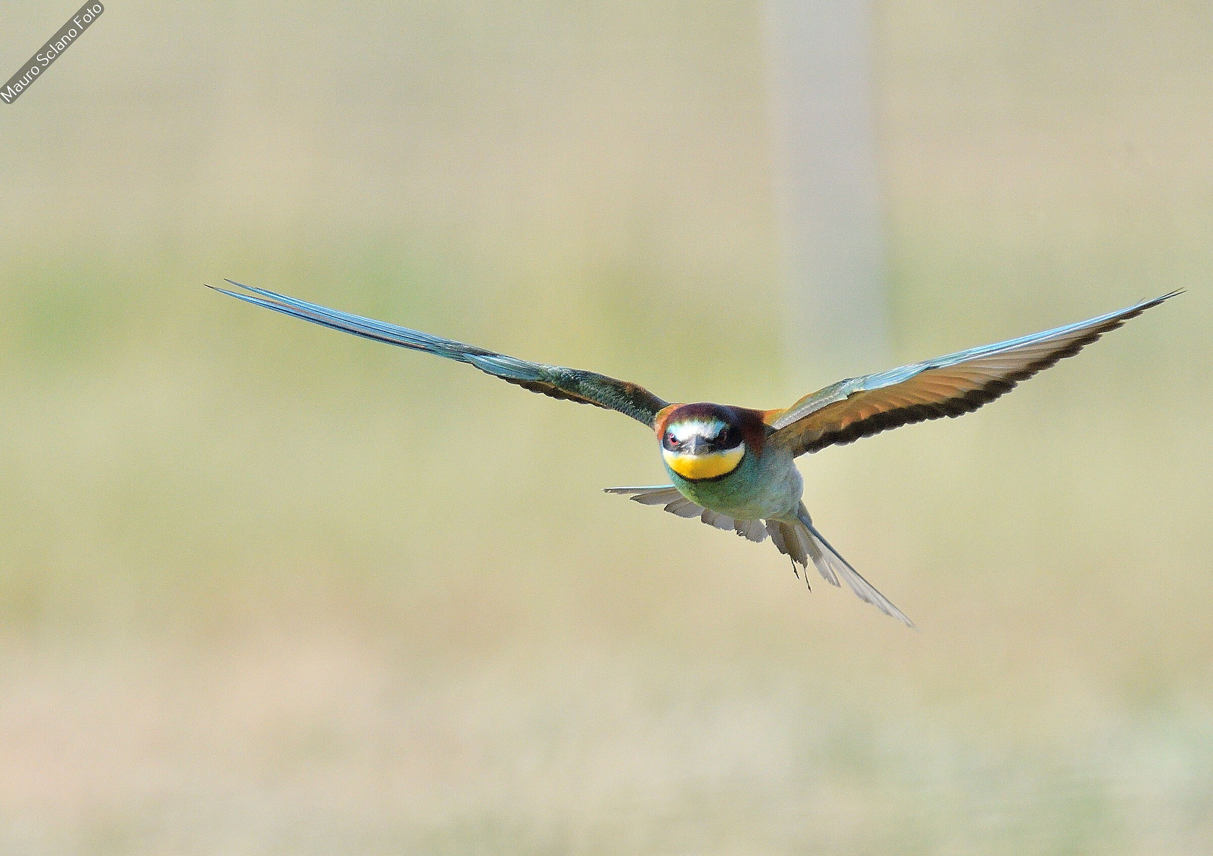 Bee-eater
