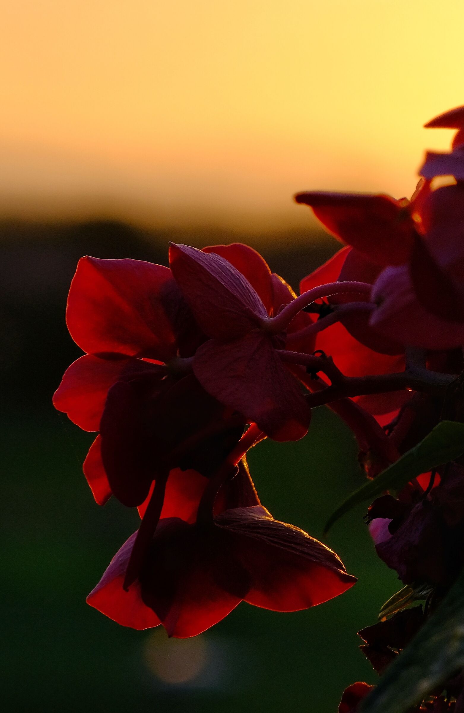 Alba in fiore