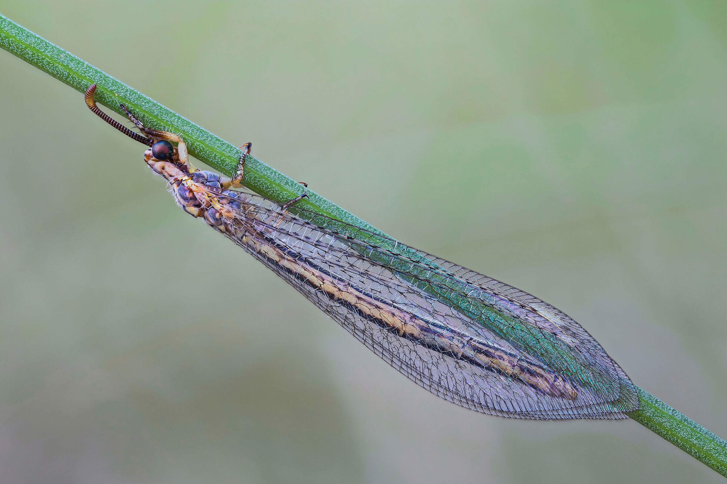 Macronemurus appendiculatus