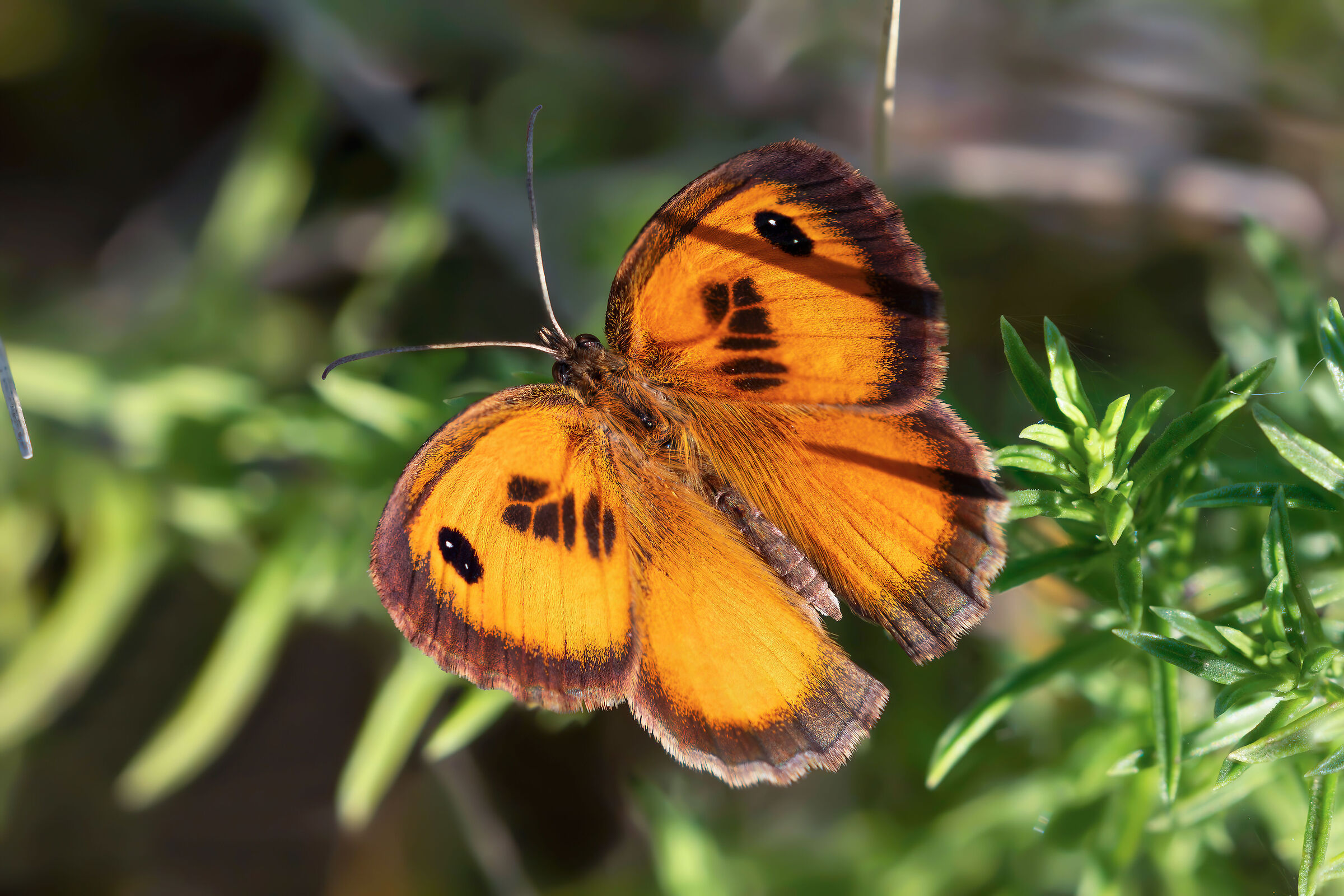 Pyronia (Idata) cecilia