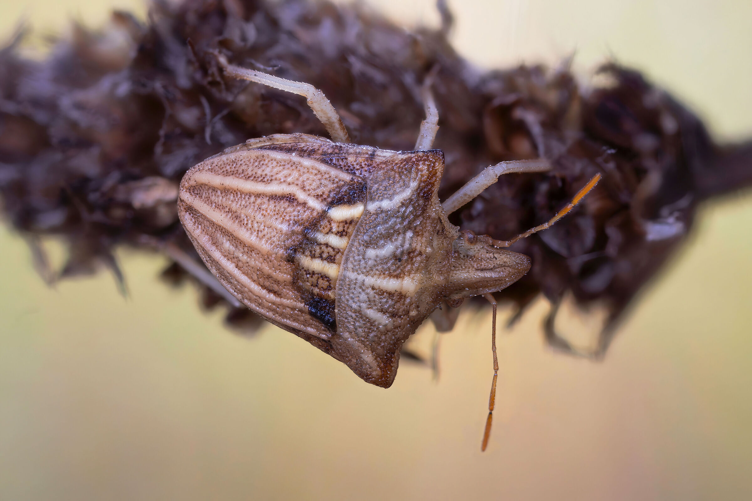 Ancyrosoma leucogrammes