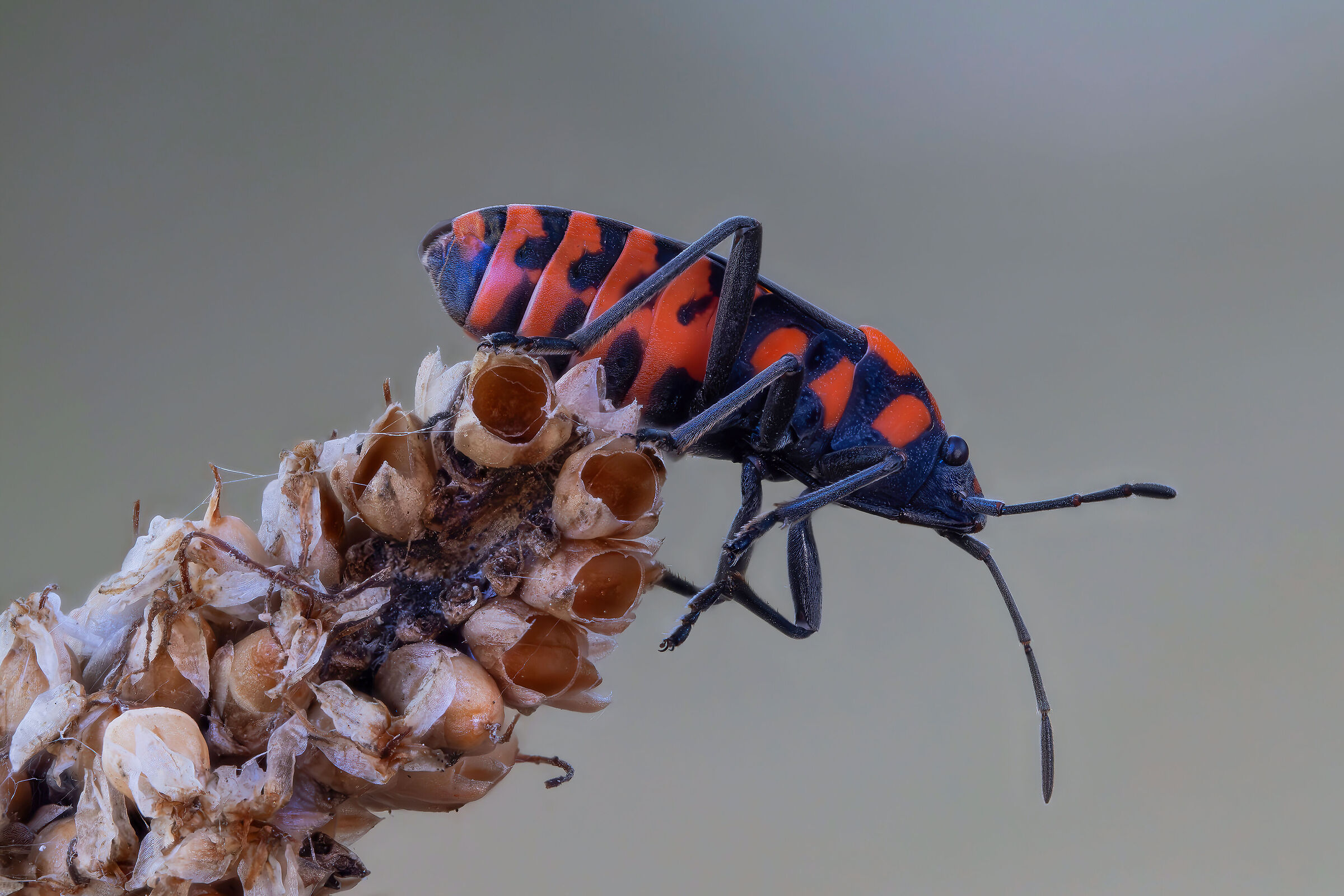 Spilostethus saxatilis