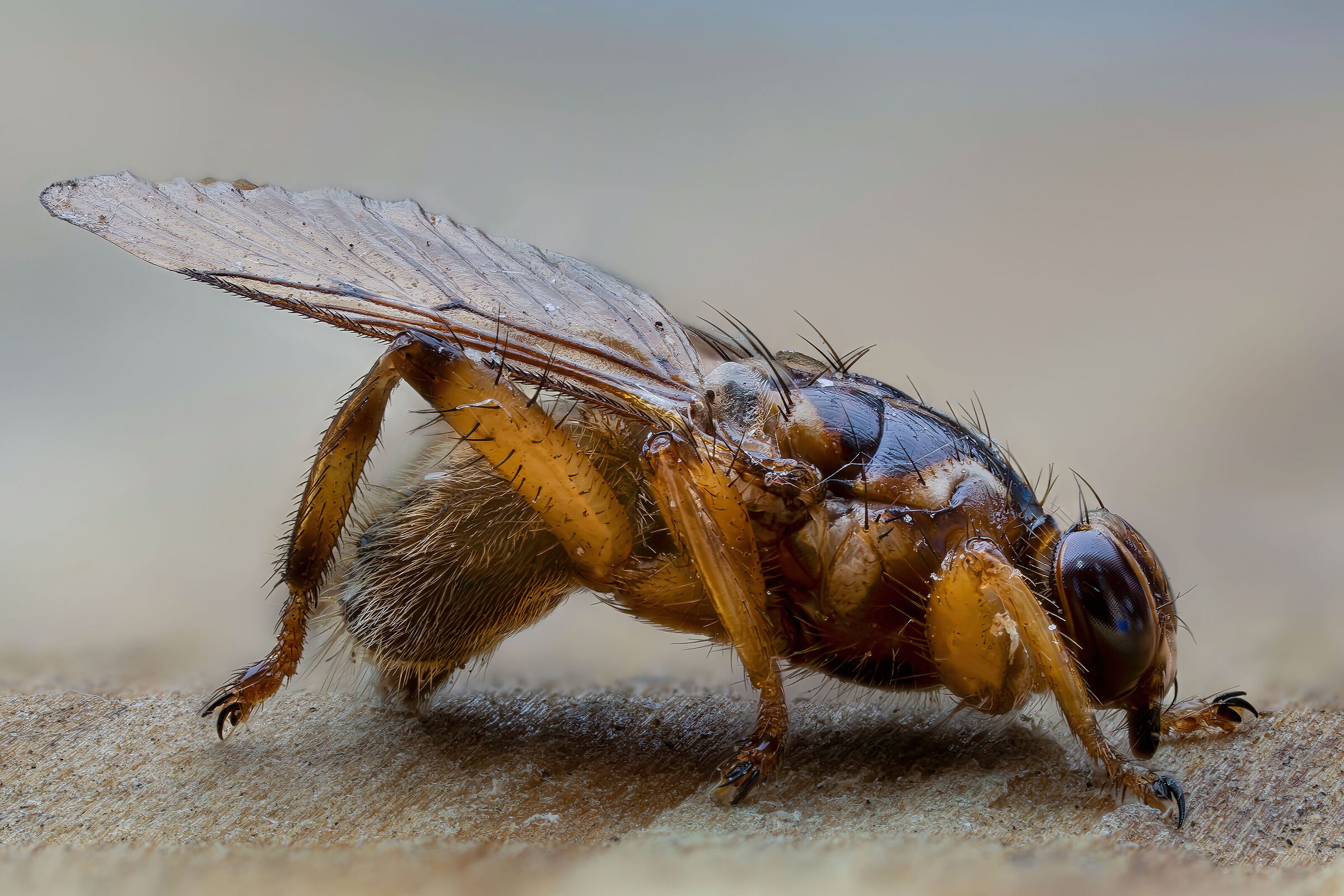 Hippobosca equina, the fly that becomes attached... Too much
