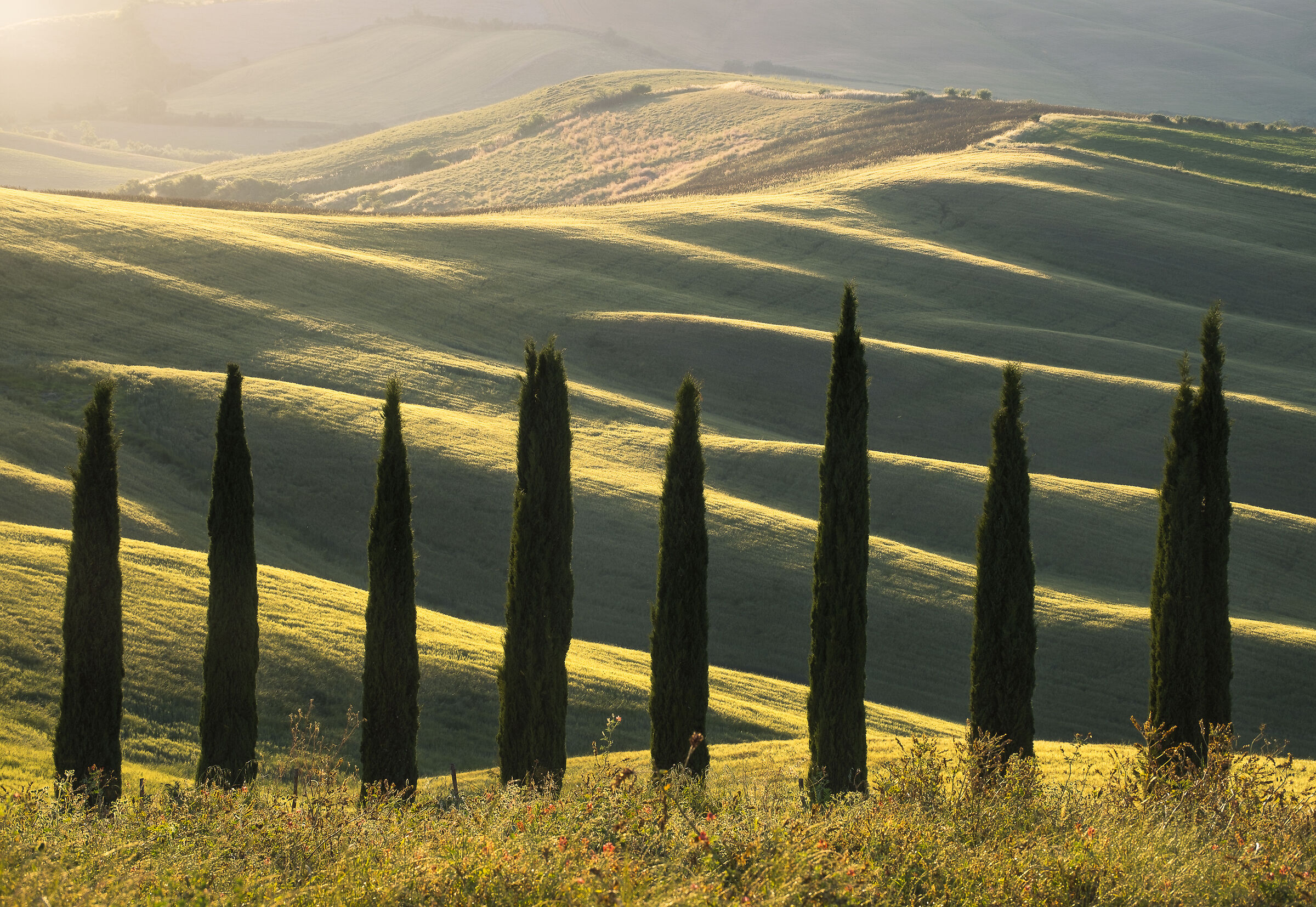 Il cipresso penna del mistero intinta nel calamaio del