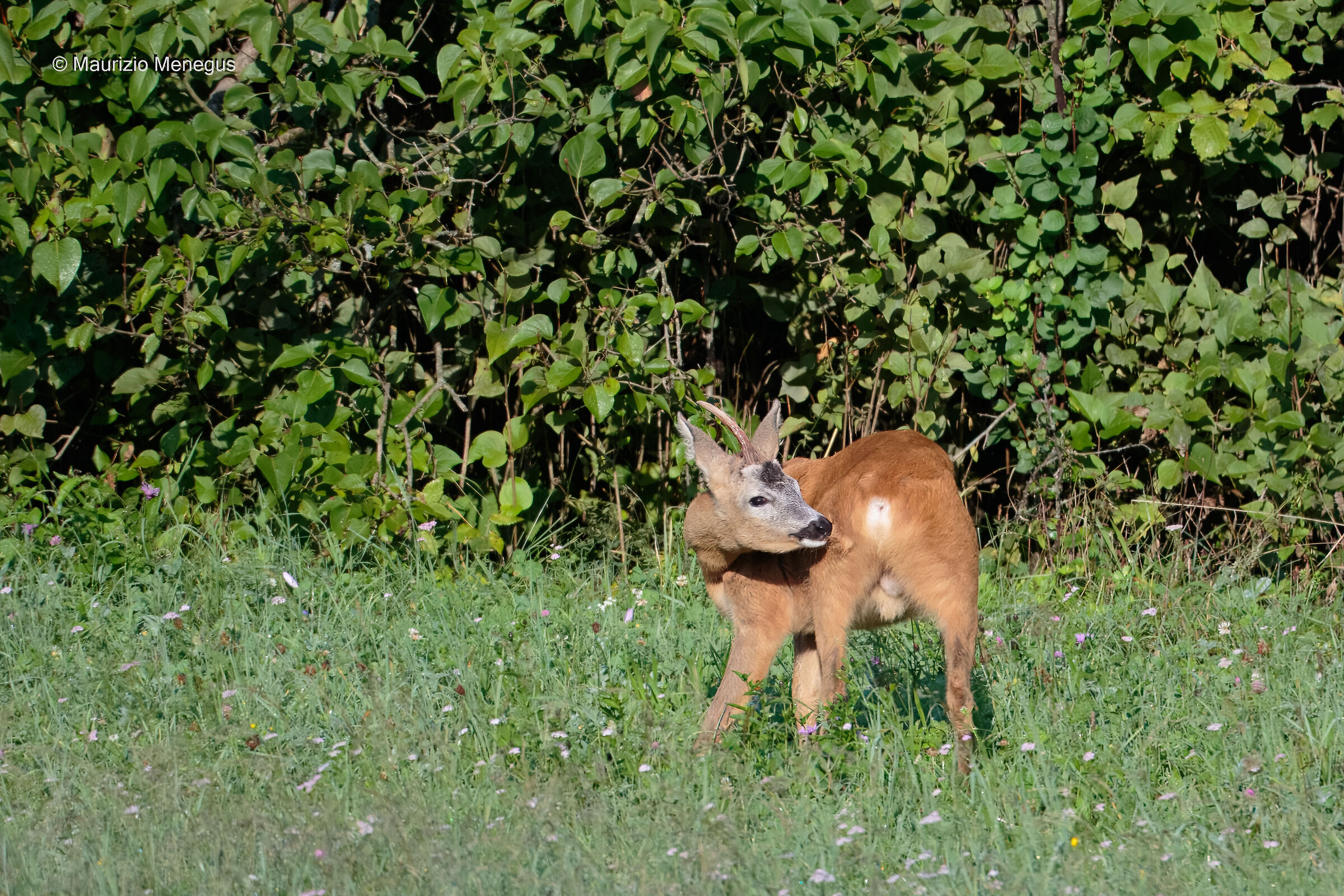 Capriolo a settembre Dolomiti