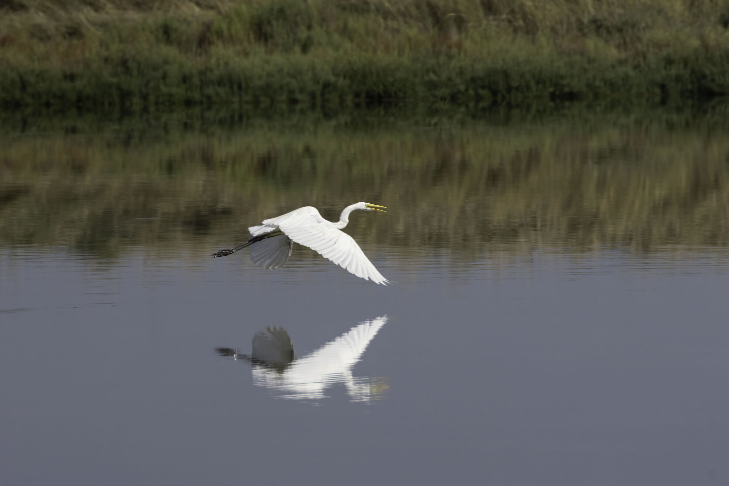 White Heron