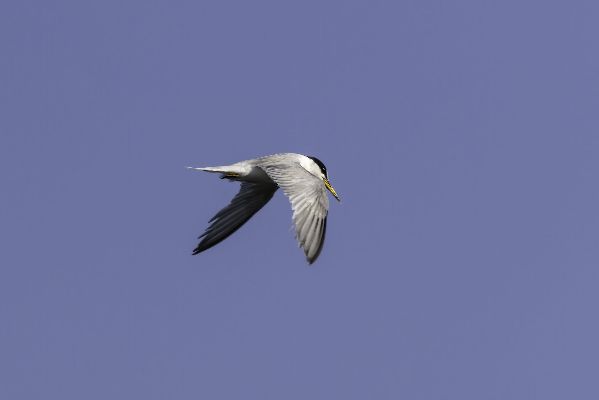 Little tern
