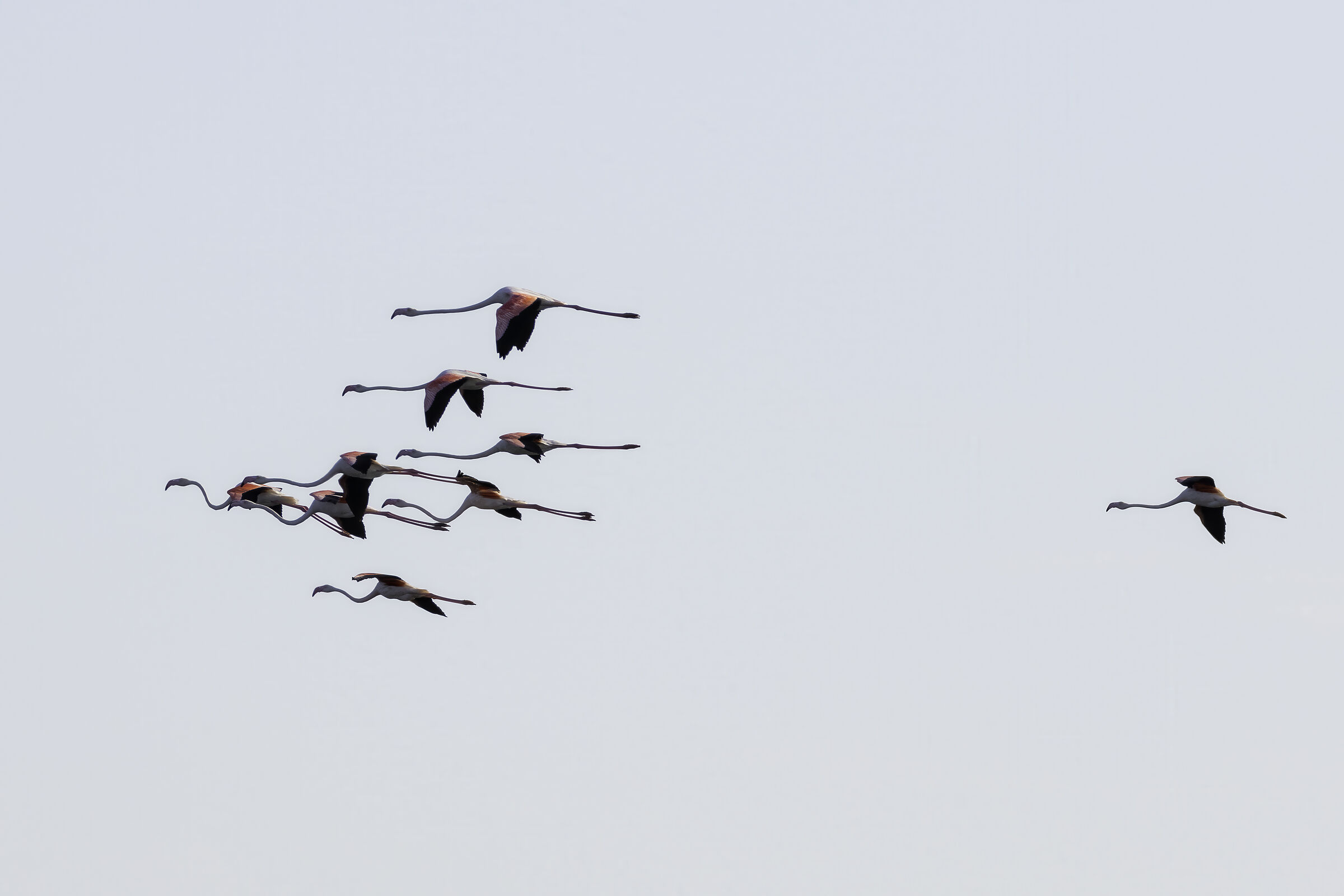 Flamingoes