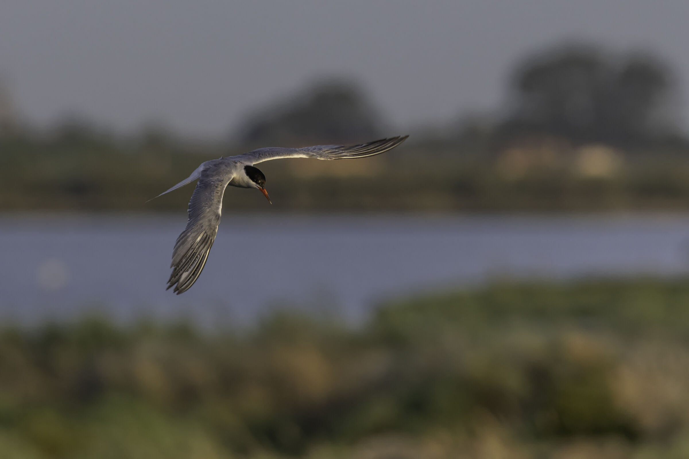 Little tern