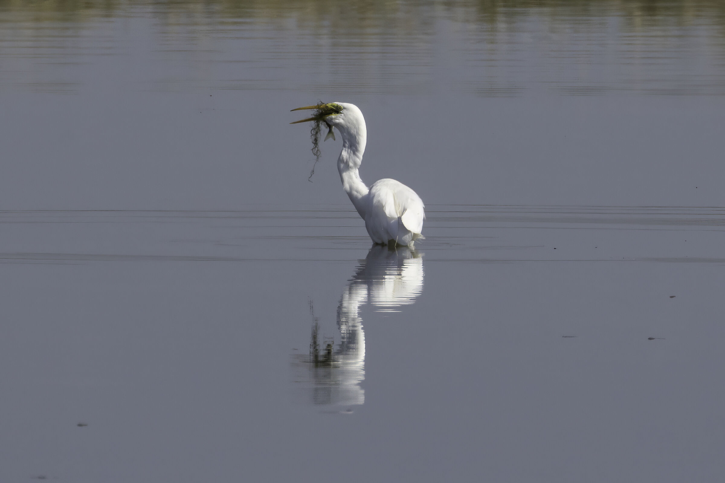 White Heron