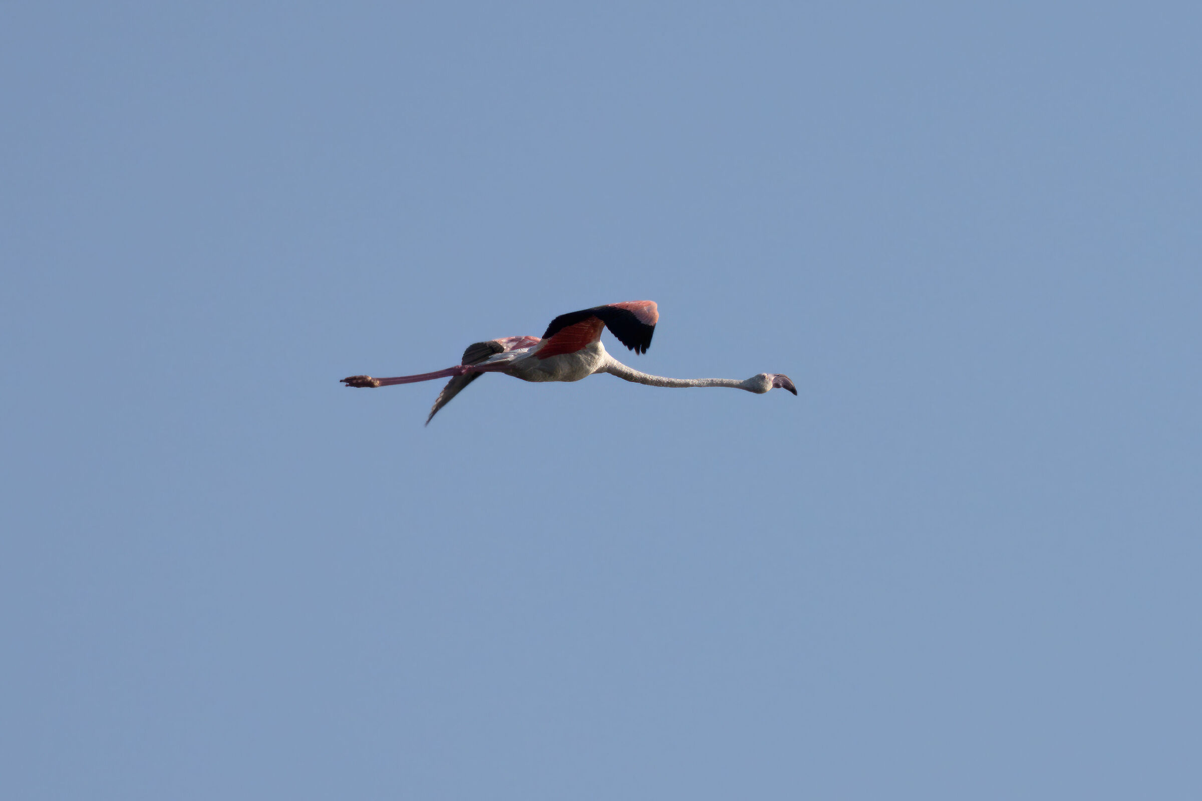 Flamingo