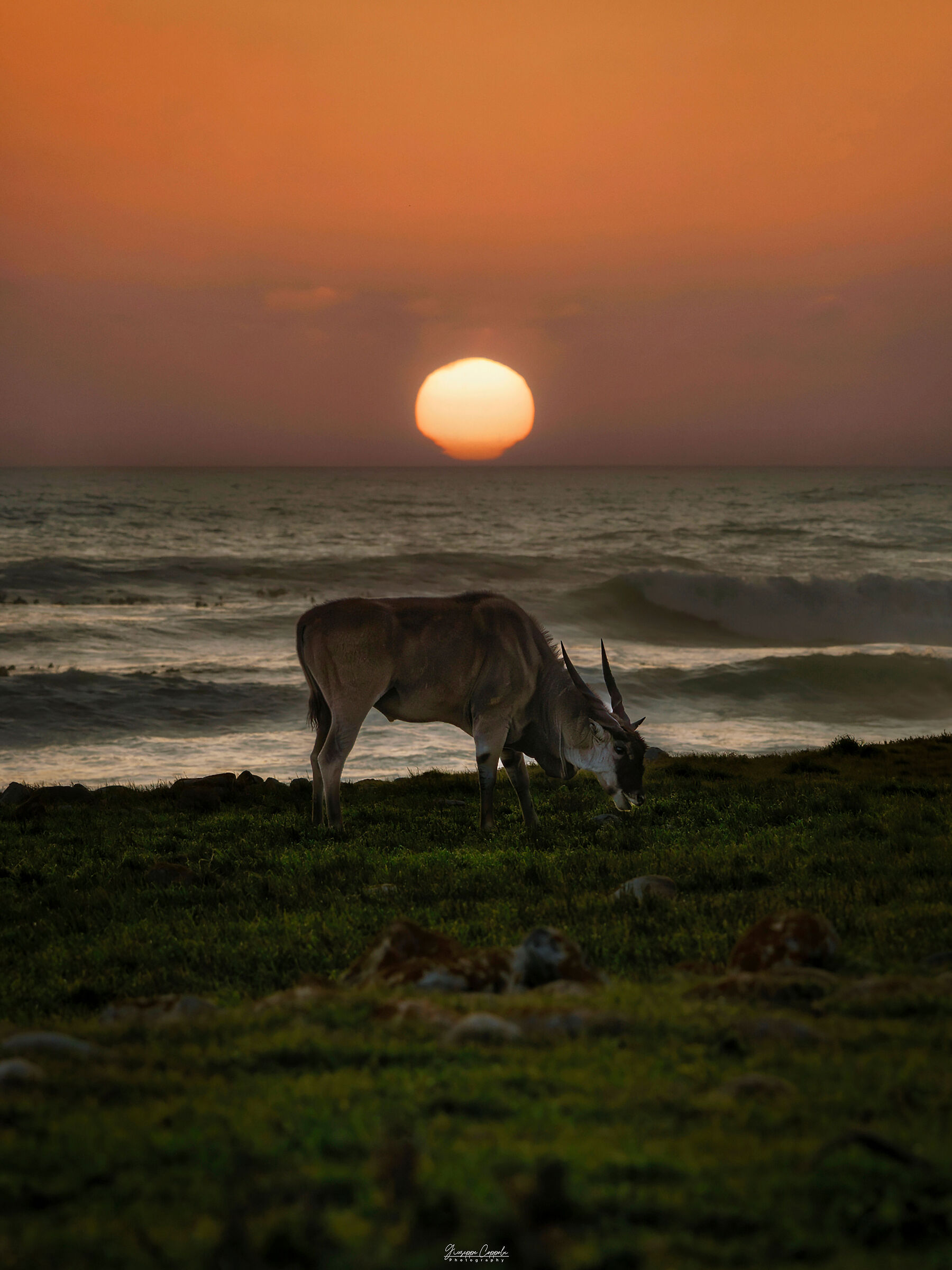 Antilope Alcina - Capo di Buona Speranza