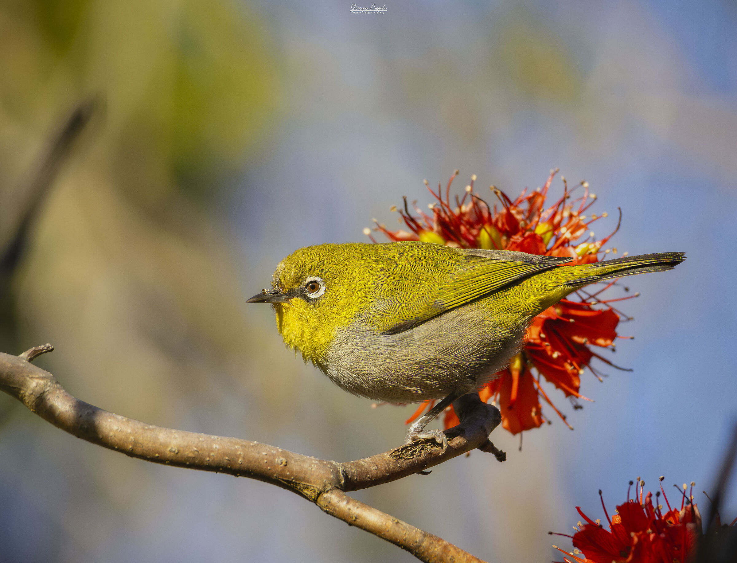 Occhio bianco del Capo - Sudafrica