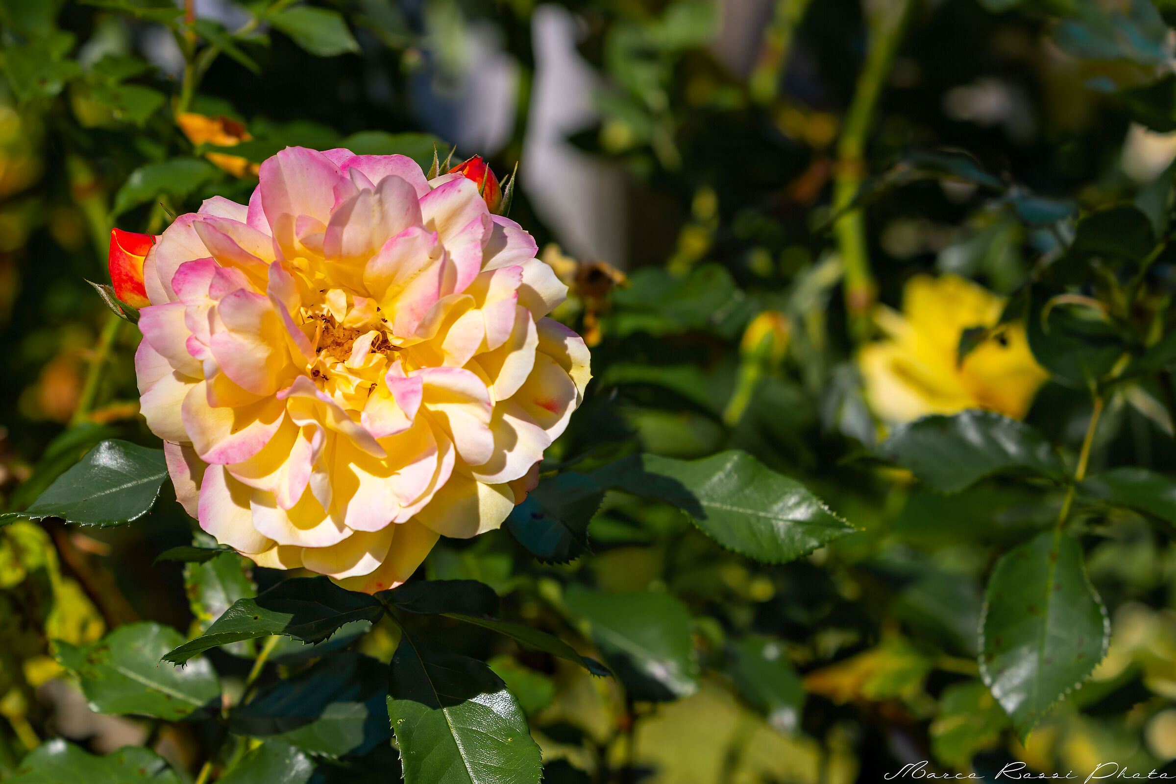 La rosa della via romantica