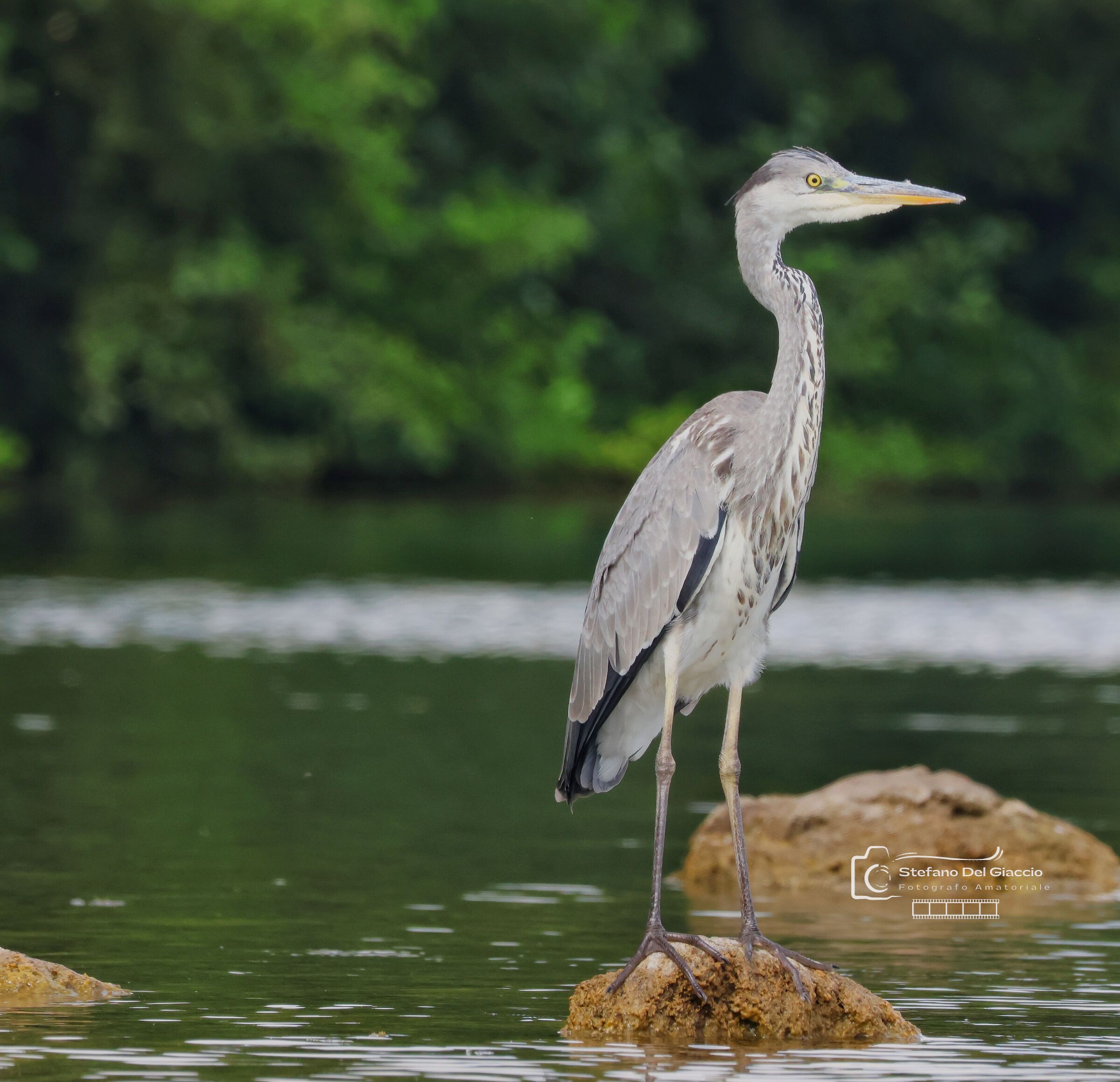Grey heron