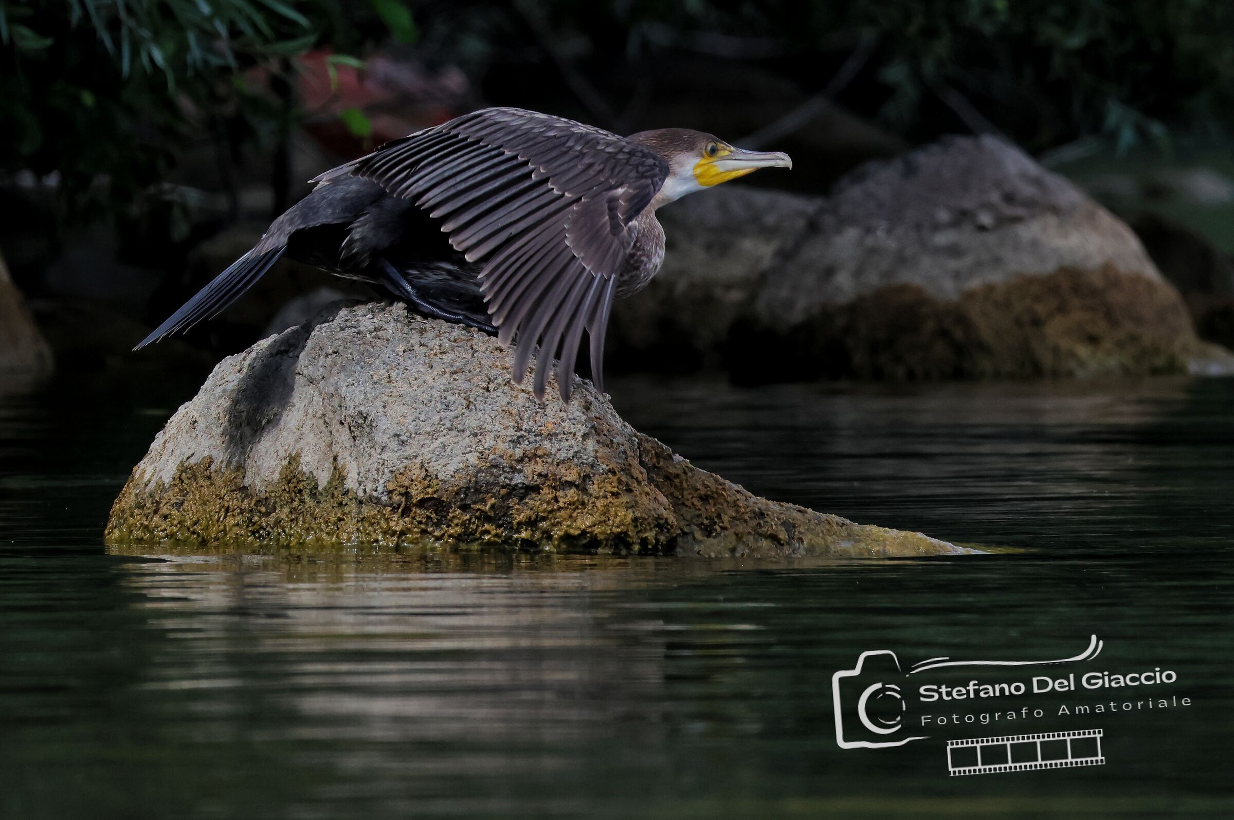 Coot