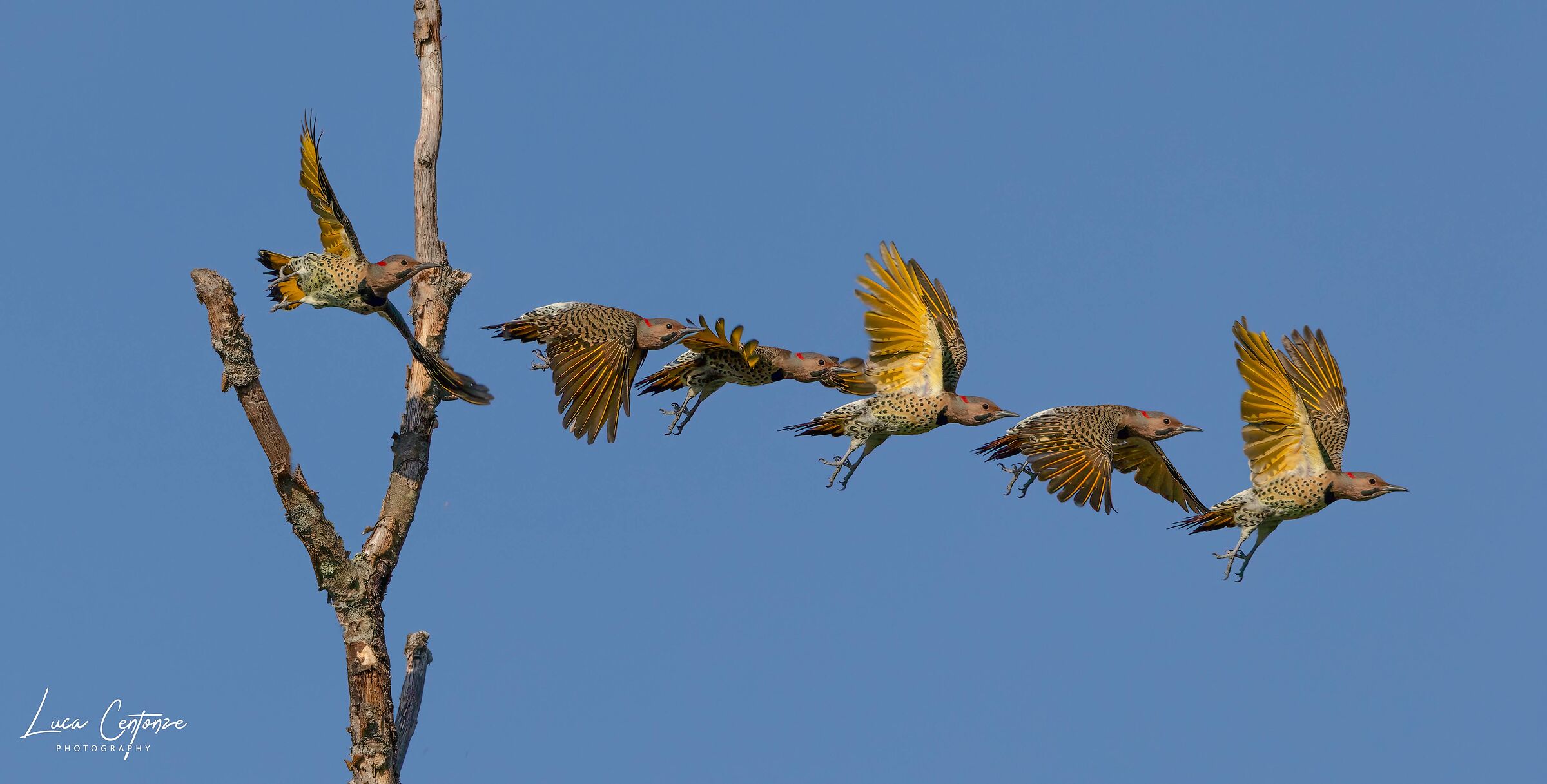 Northern Flicker (Colaptes auratus) take-off sequence