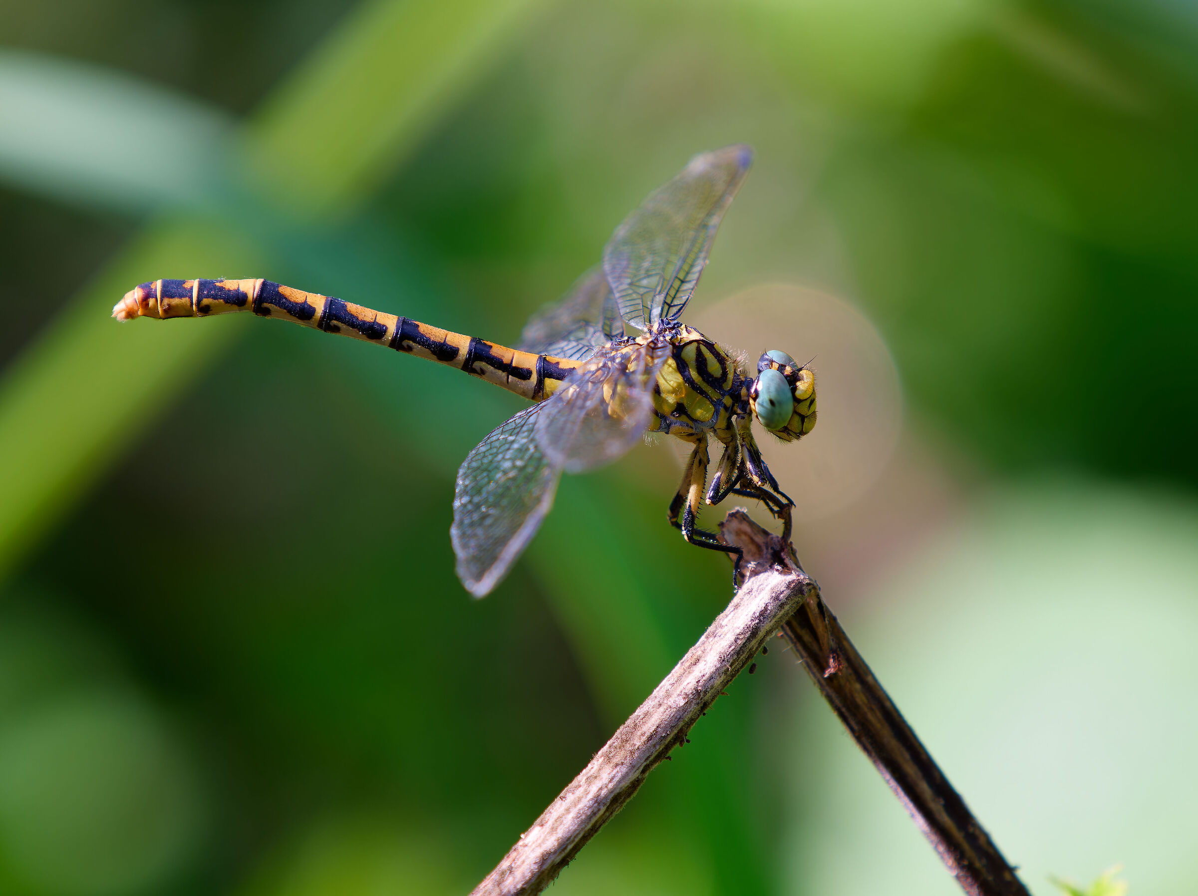 Onychogomphus forcipatus