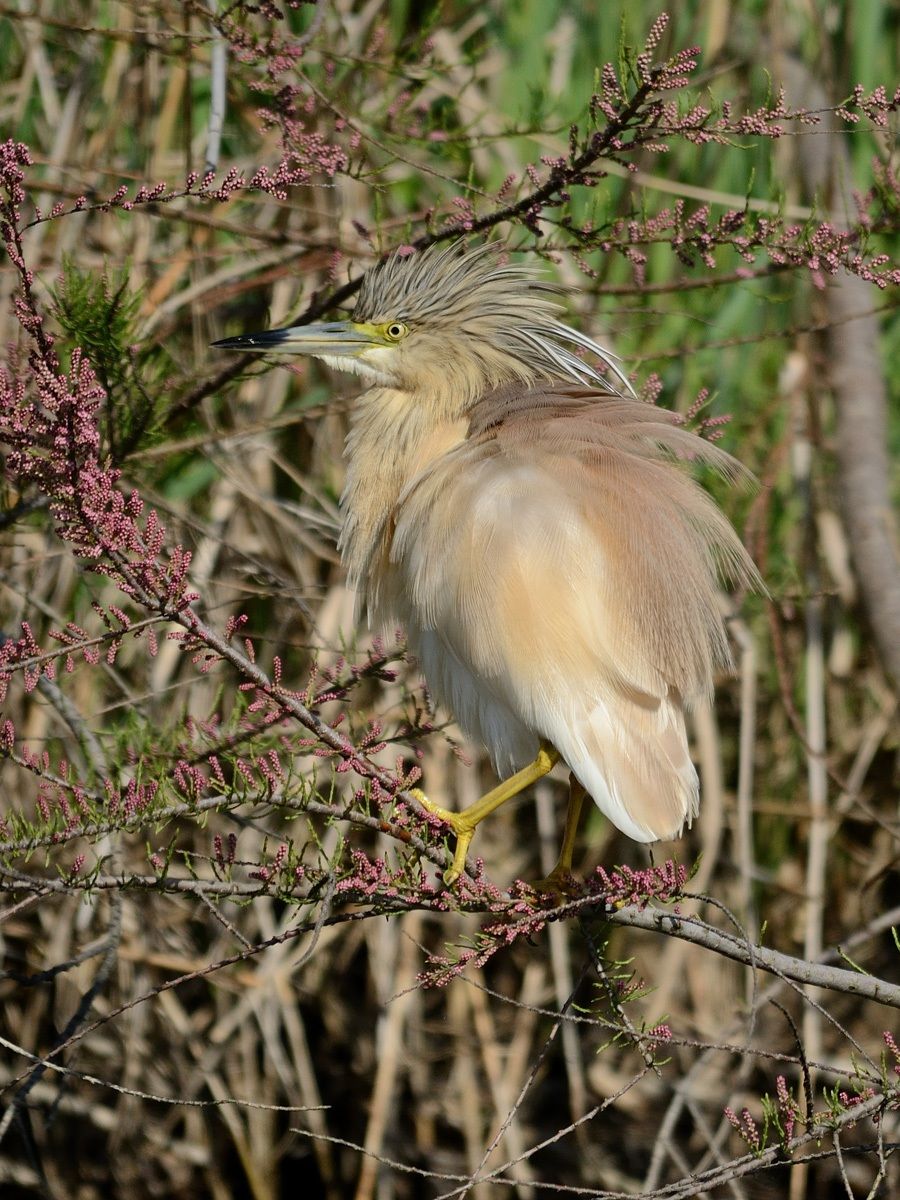 Sgarza ciuffetto arruffata