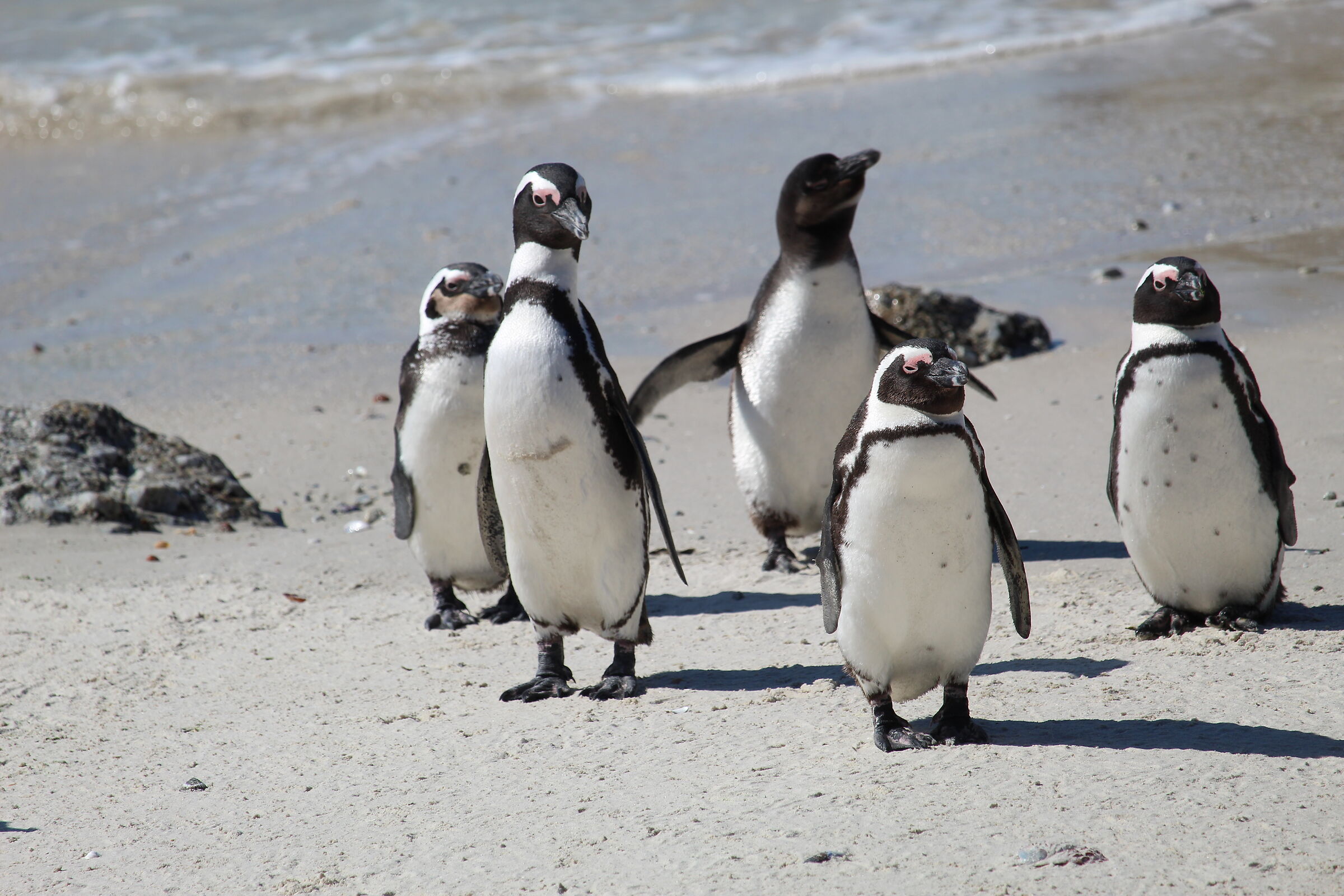 Penguin