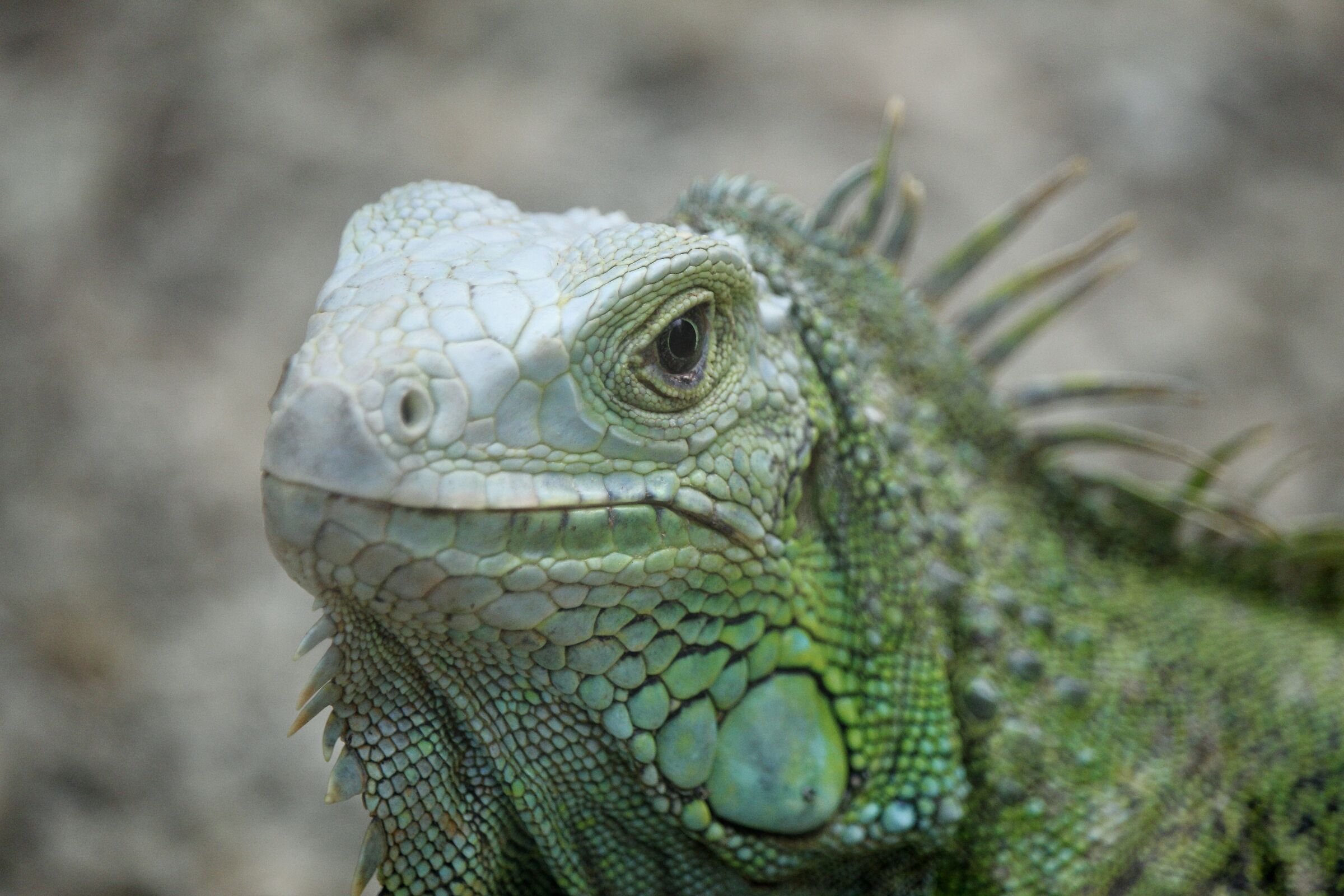 Iguana