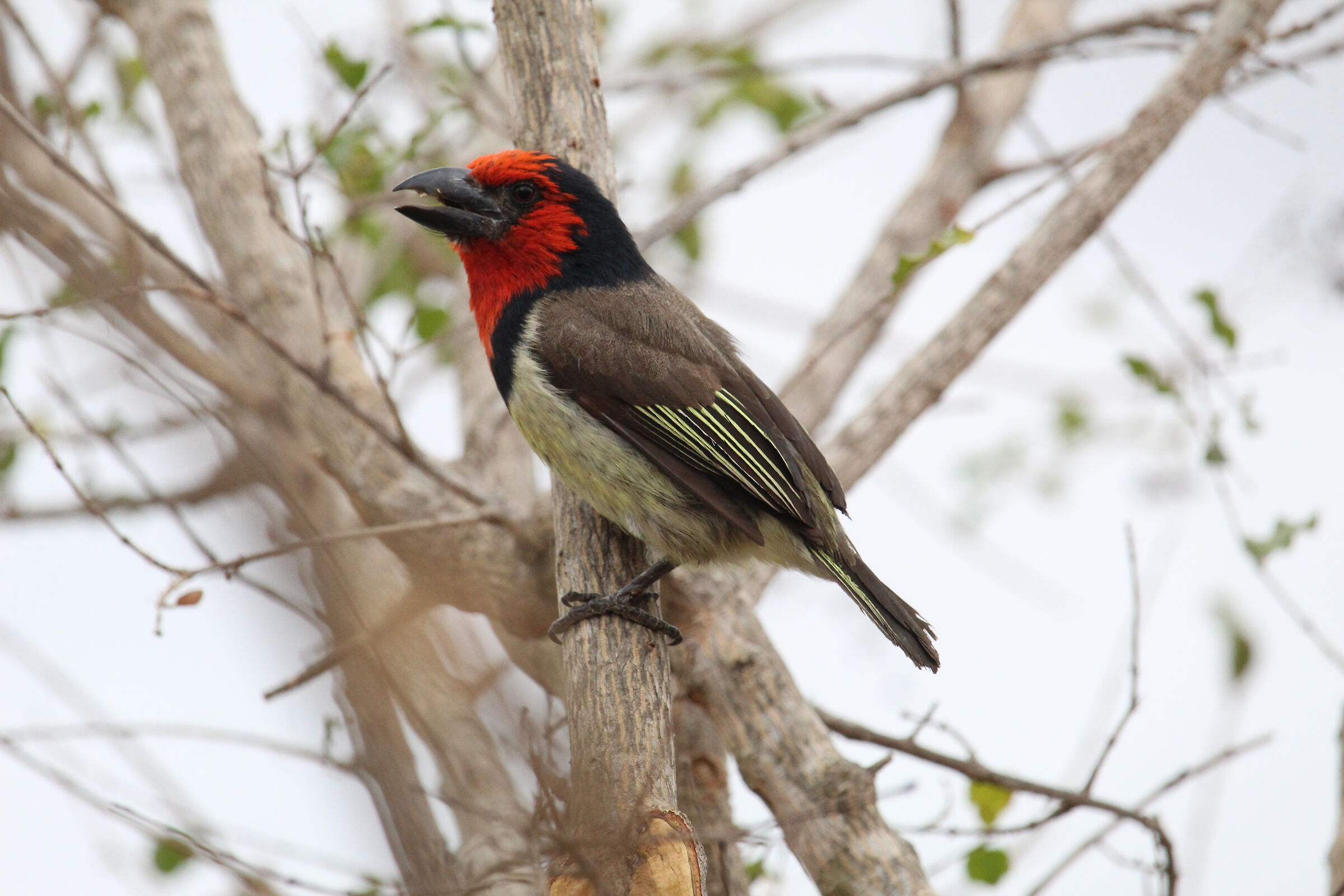 Black Barbet