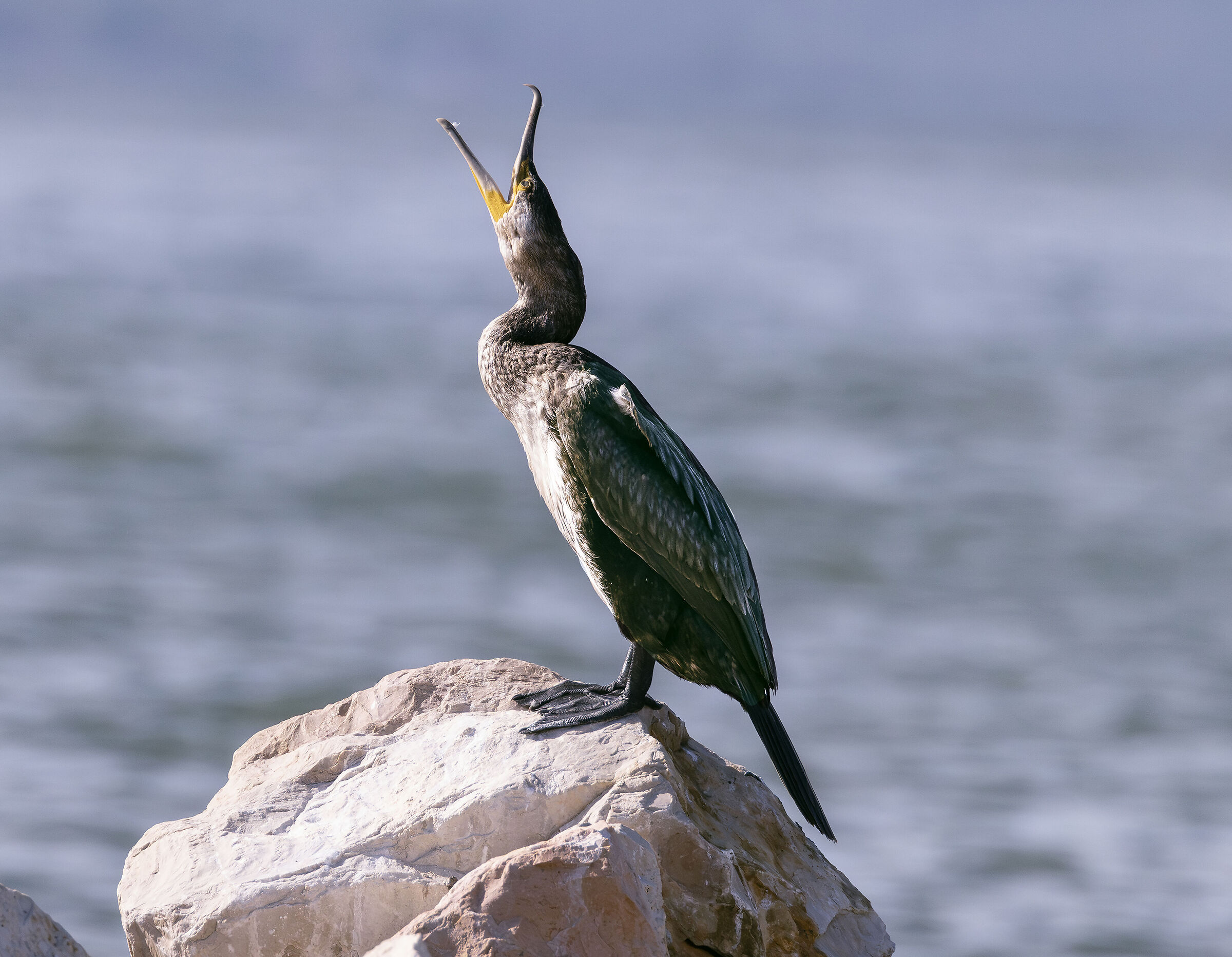 crying cormorant