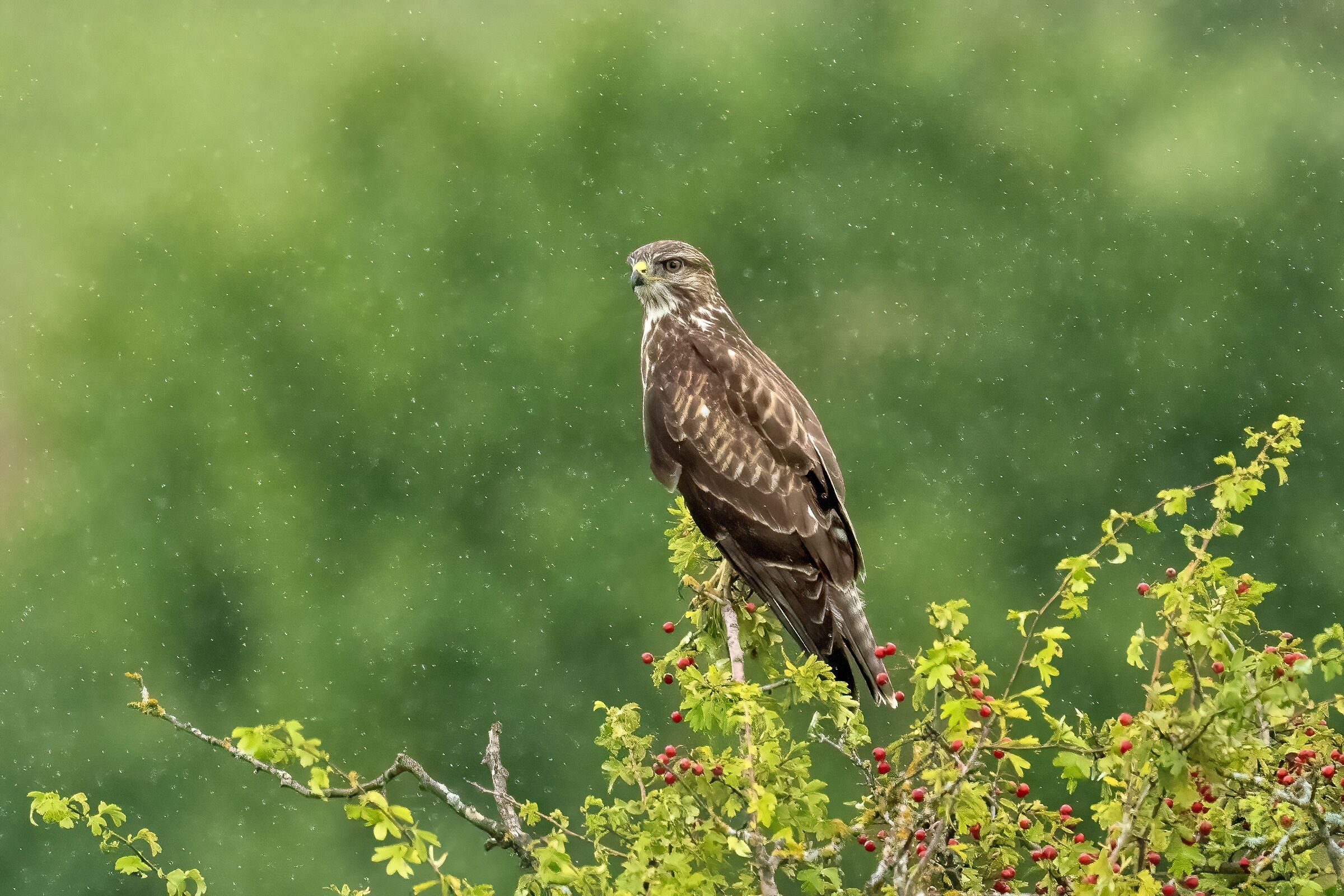 Buzzard in the rain