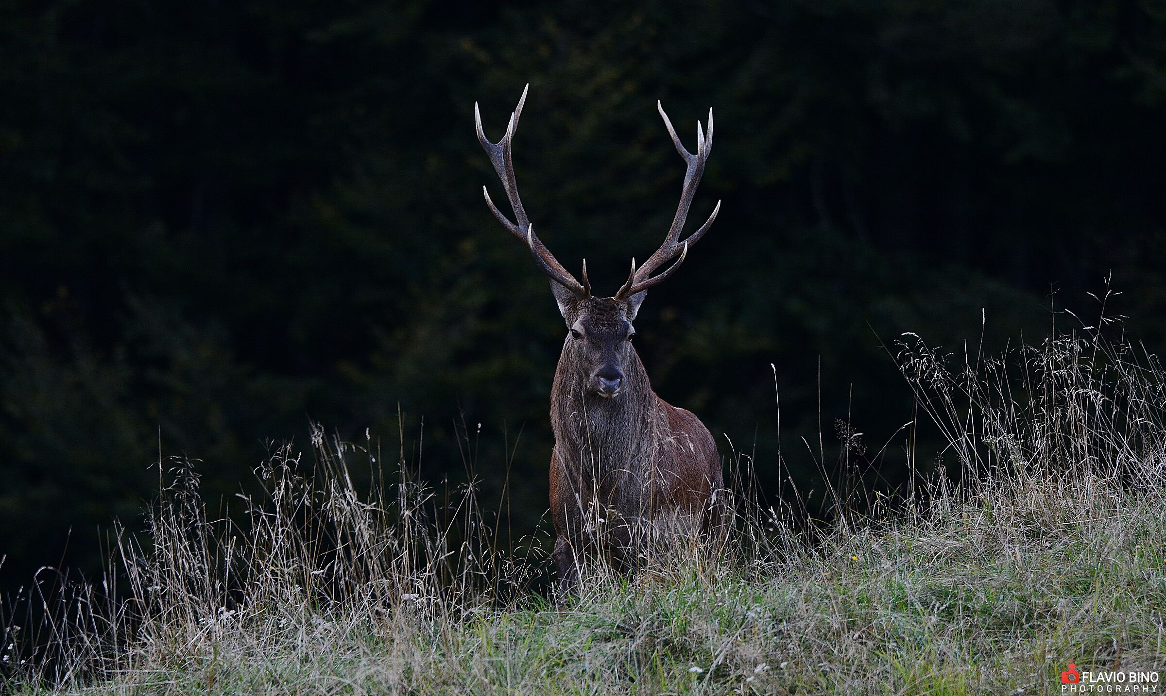 The proud King