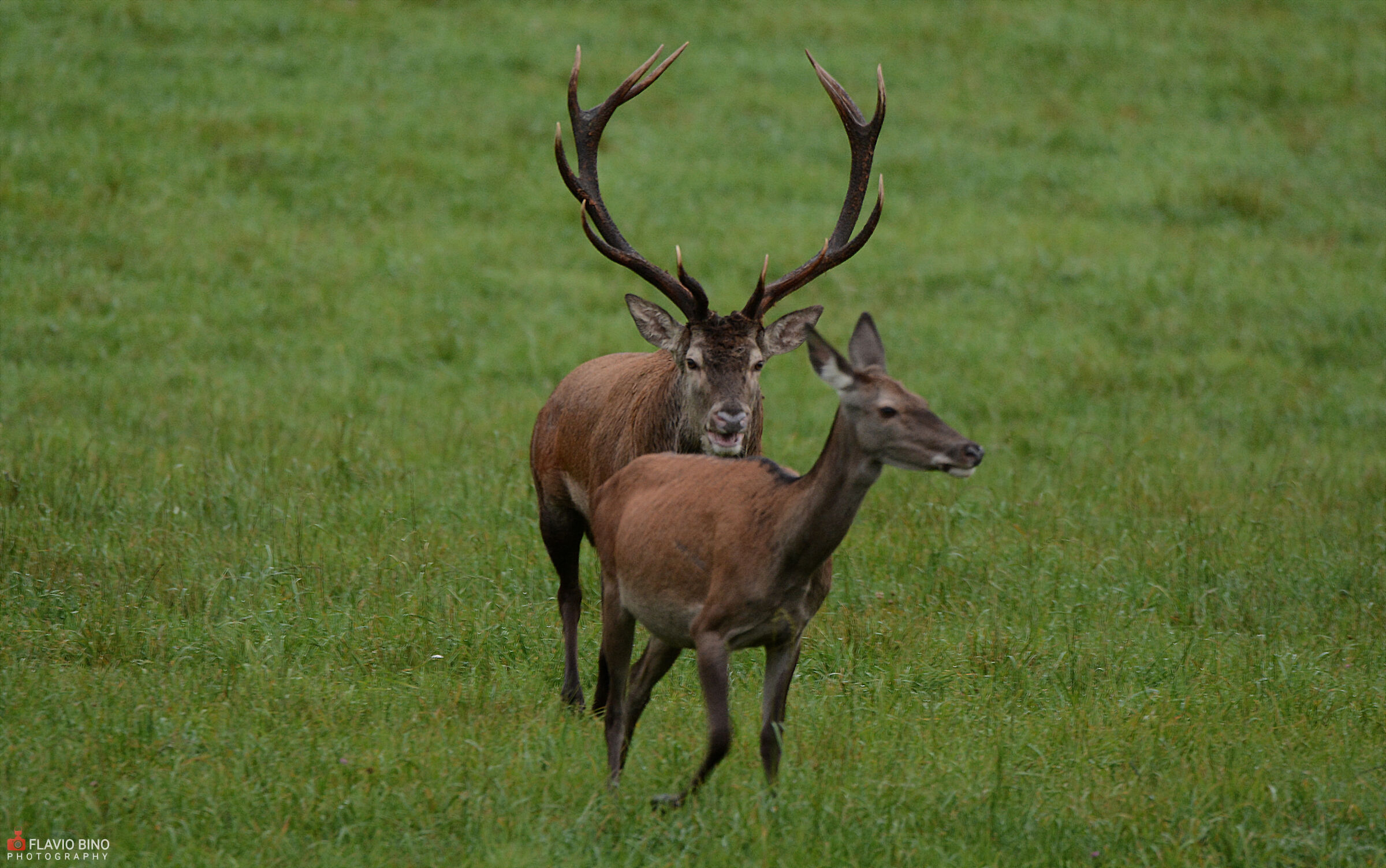 Deer in love