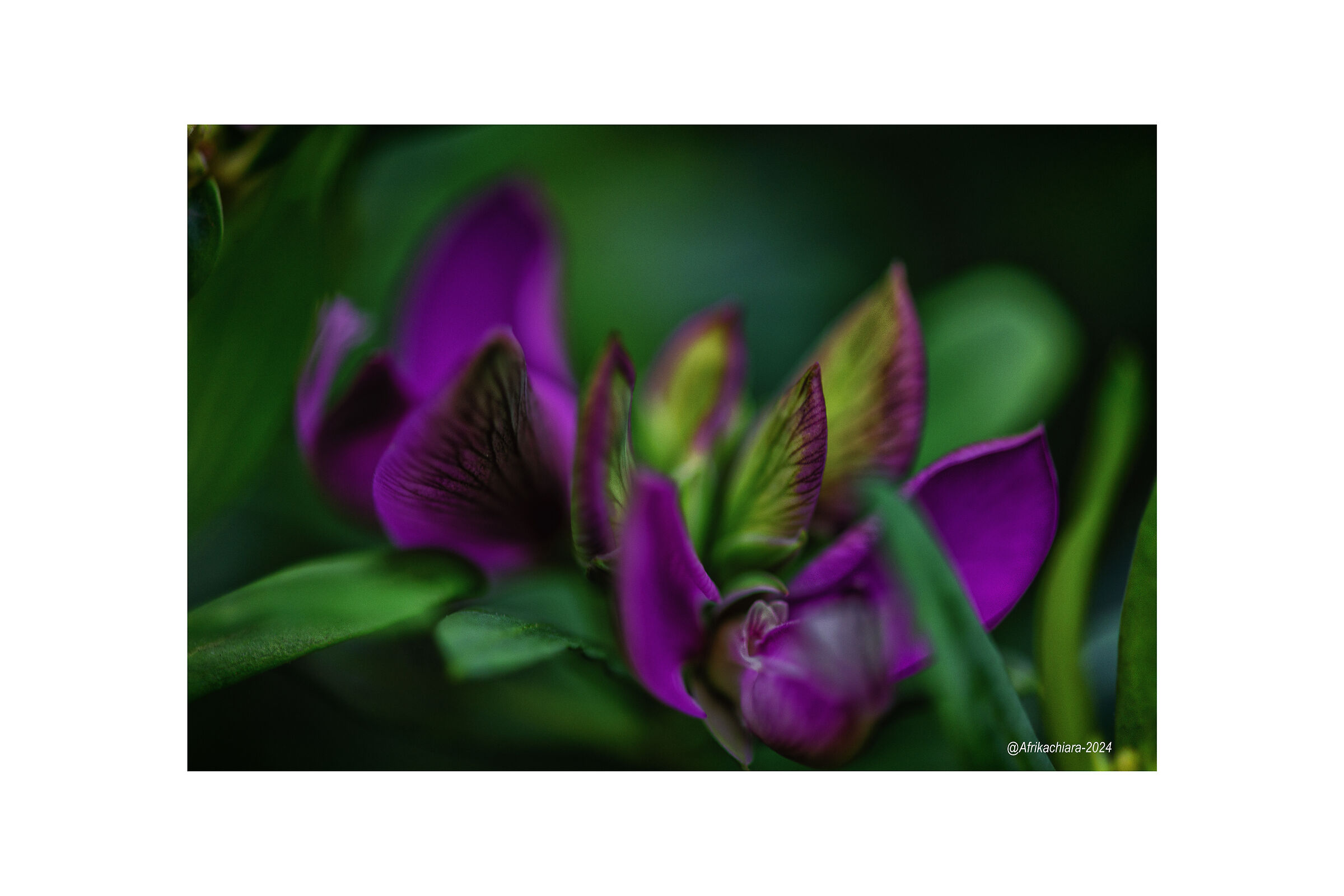 Violet...
