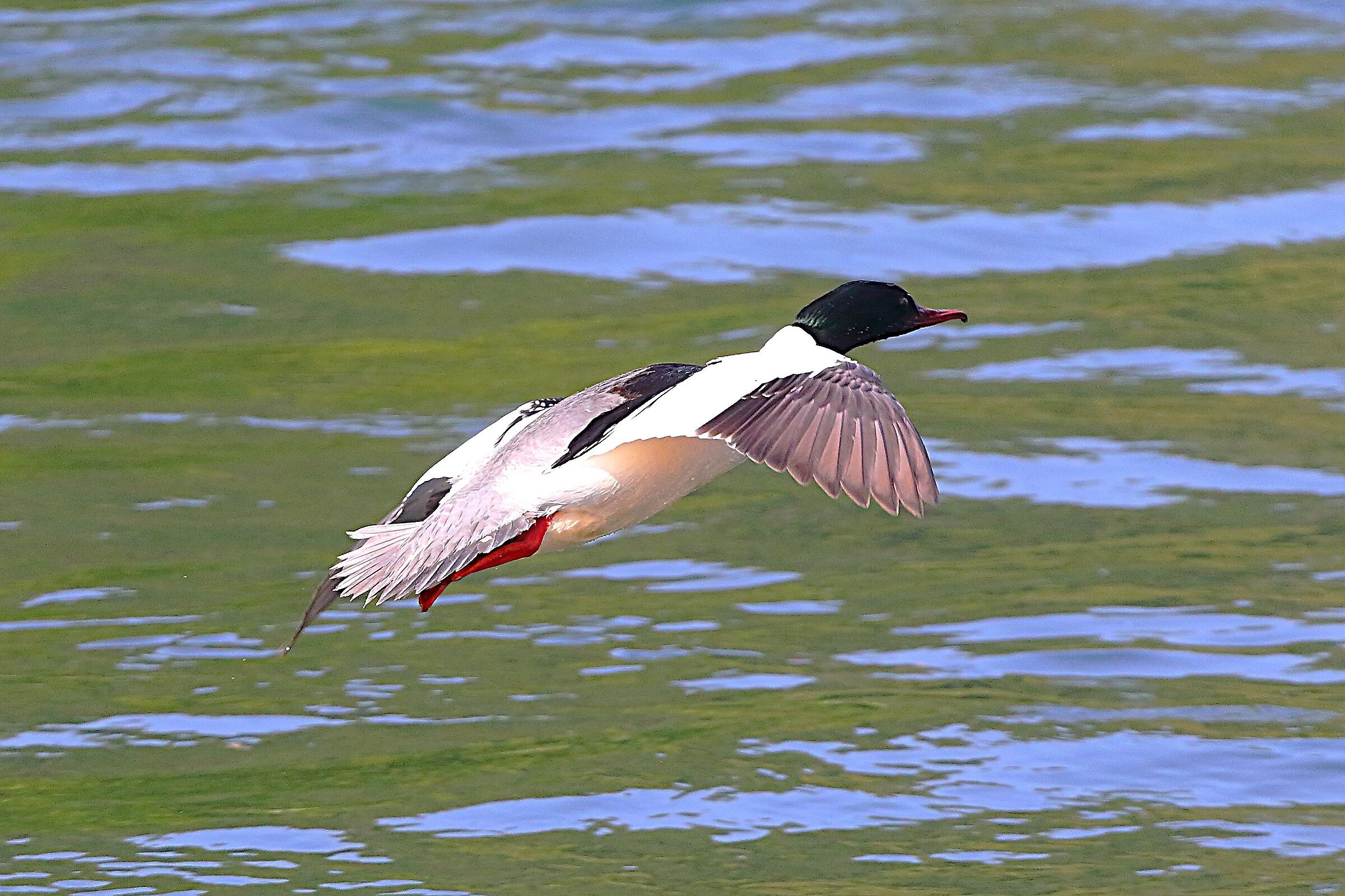 Smergo M 12 aprile 2024 - 8285