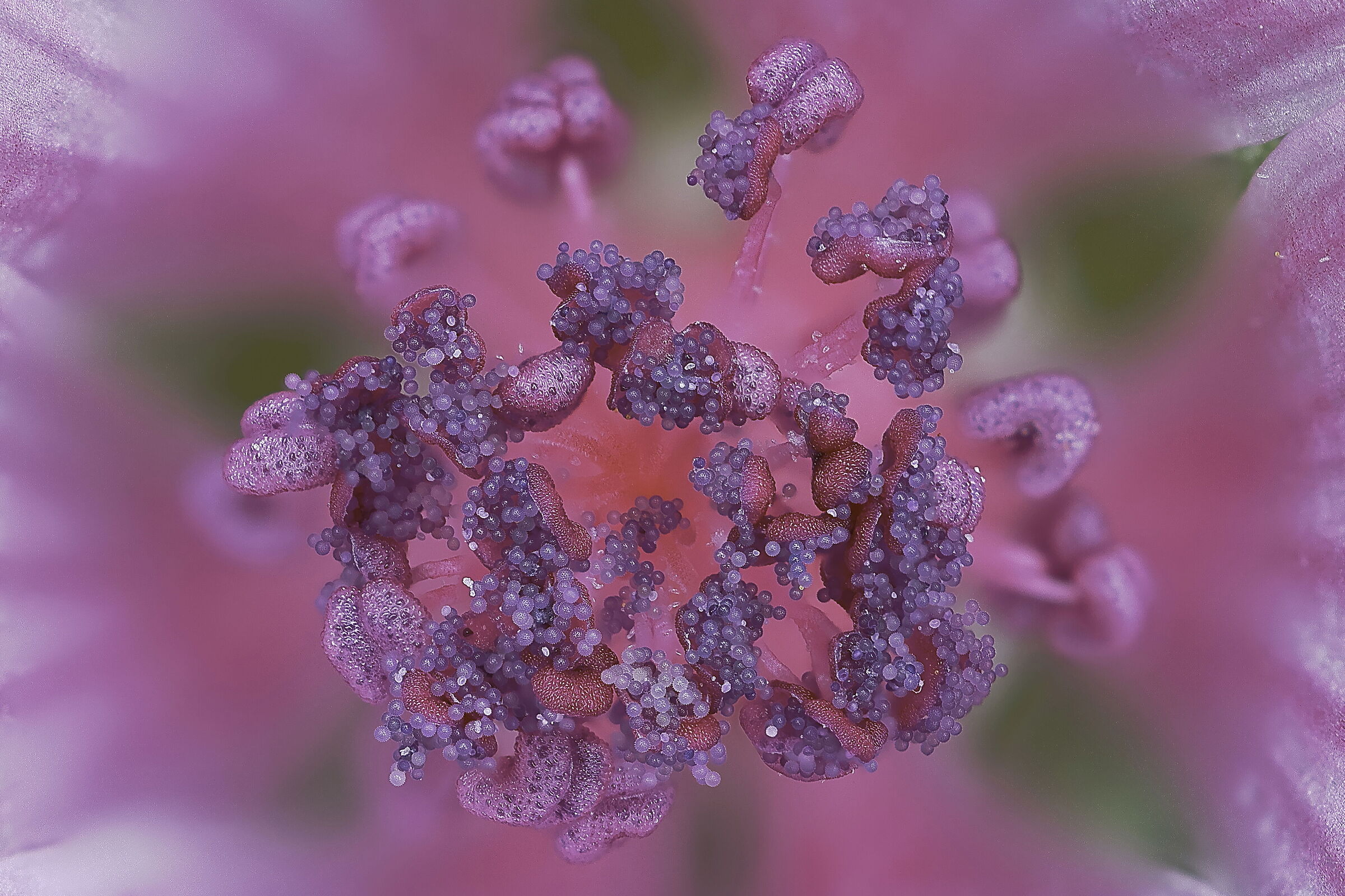 Mallow pollen