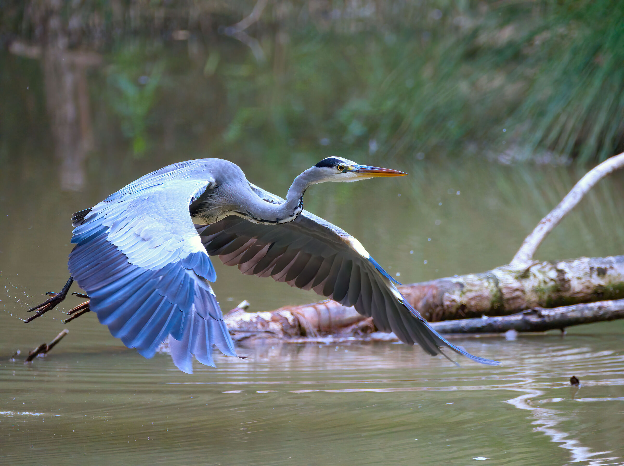 airone prova a 6400 iso