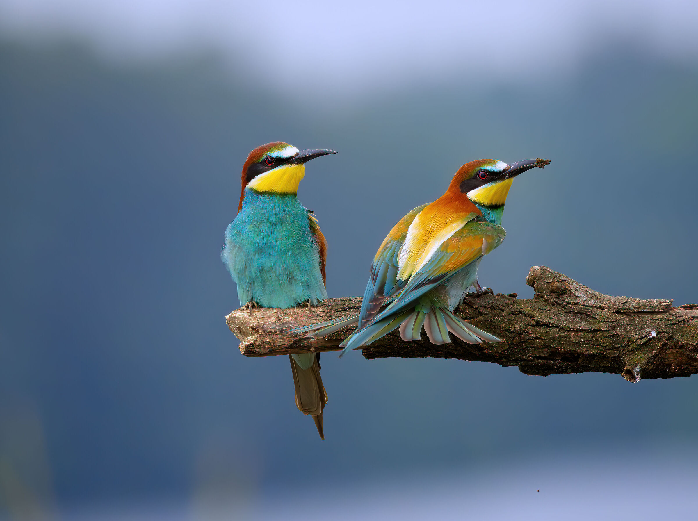 bee-eaters