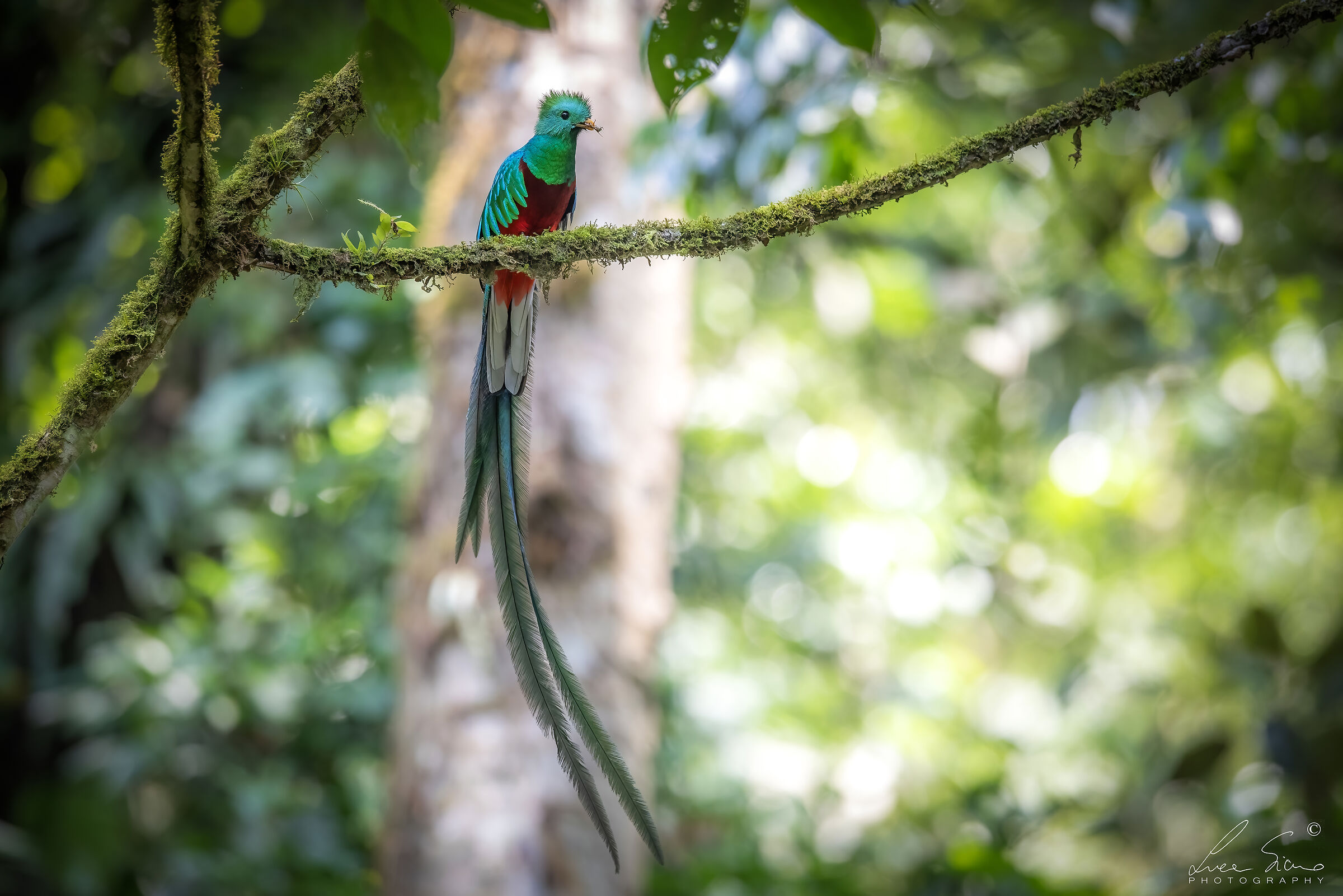Quetzal